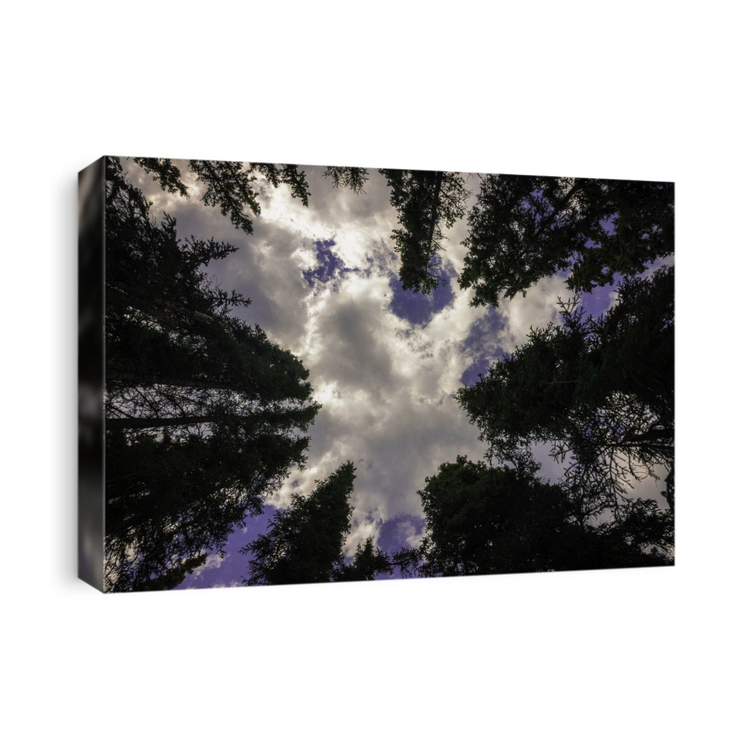 A wide angle view from below of trees in the Yukon wilderness