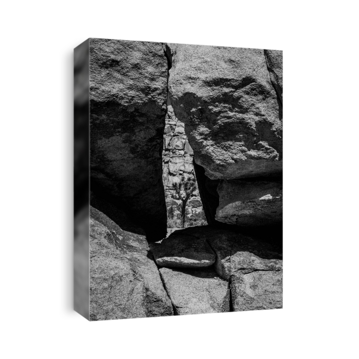 Joshua Tree framed through a crack in a rock wall