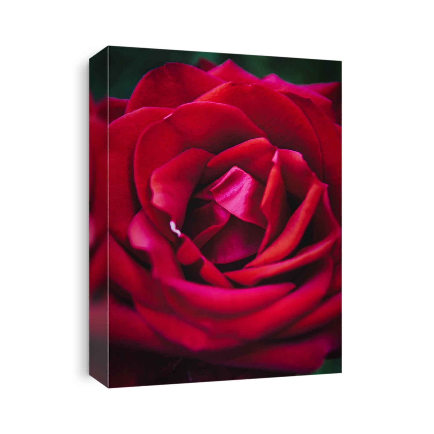 Matte close up image of a rose