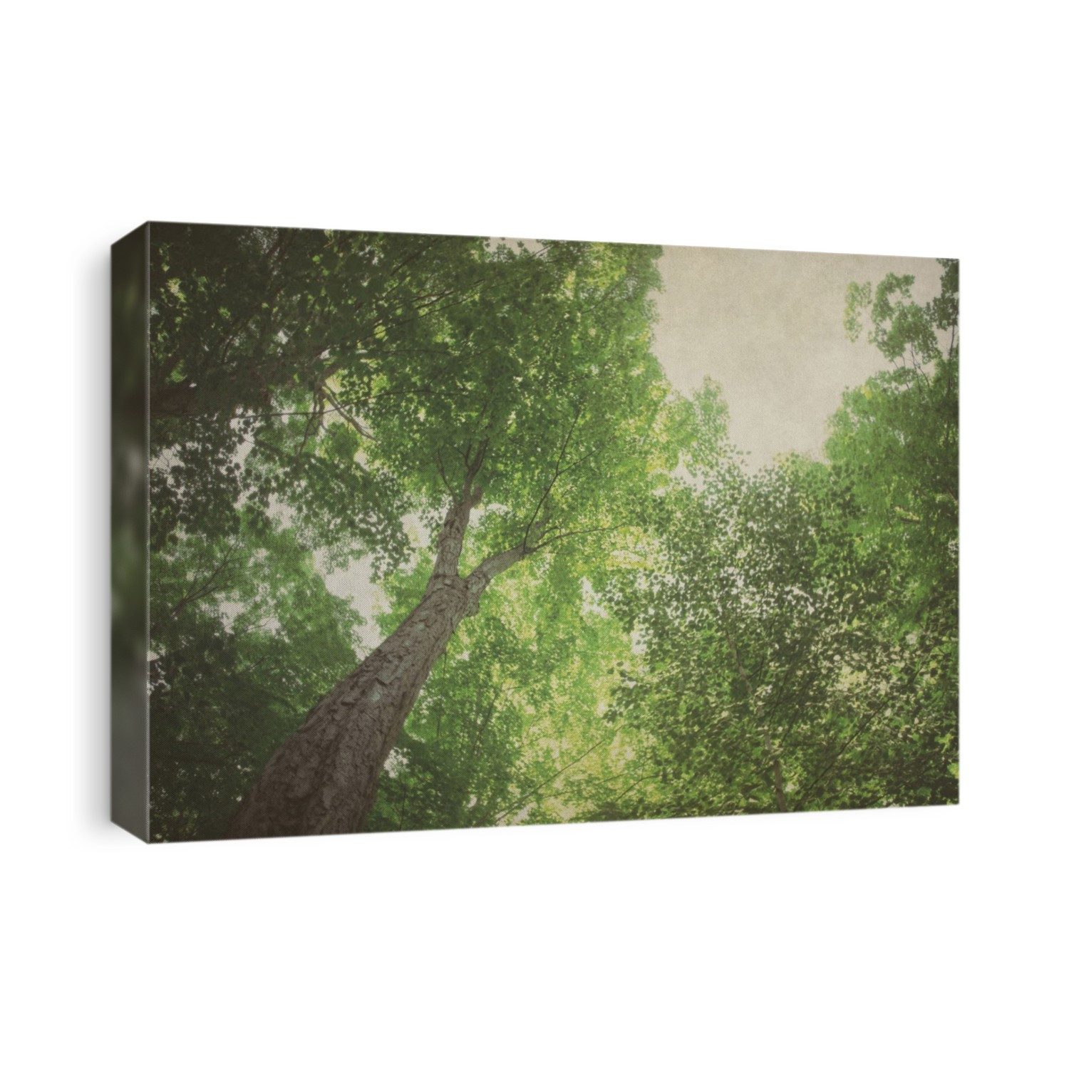 Trees
