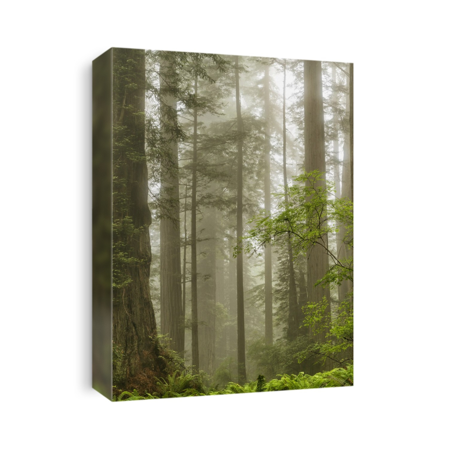 Trees