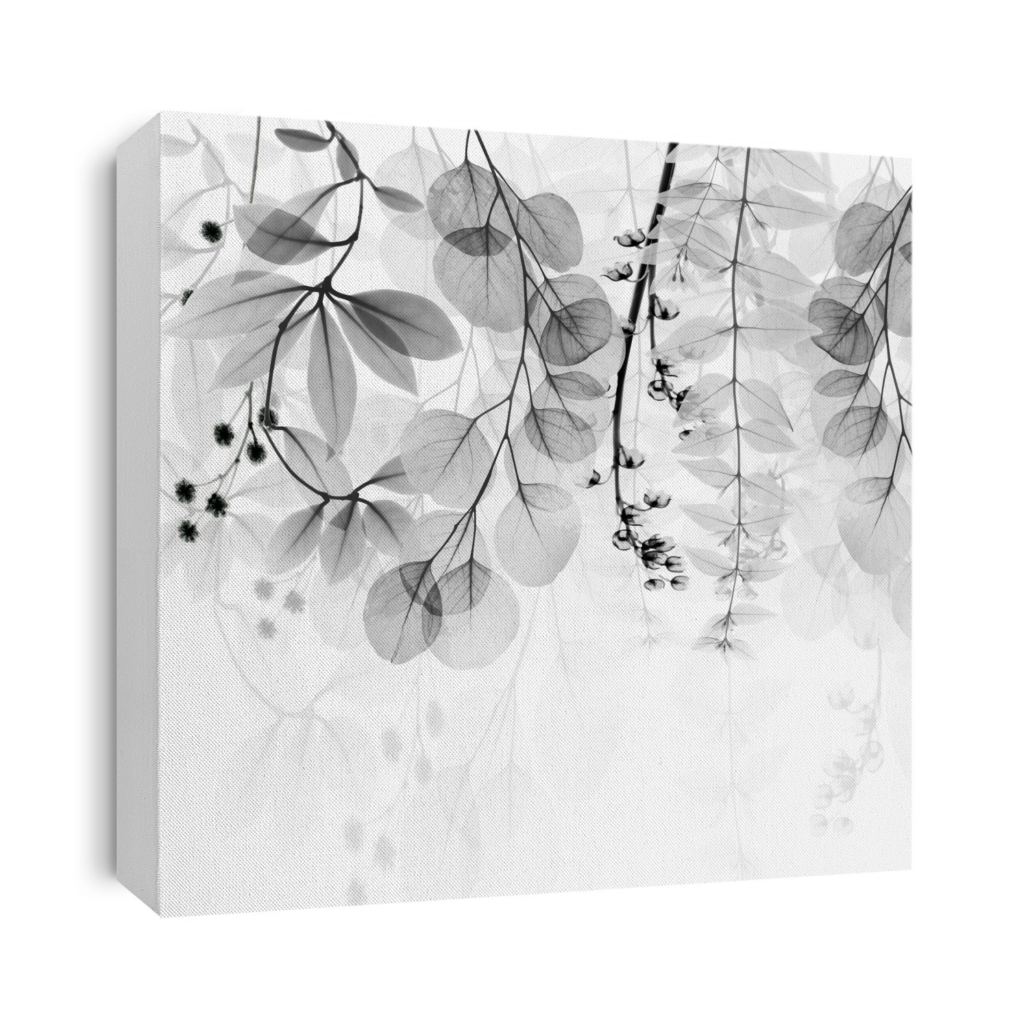 Xray Photography