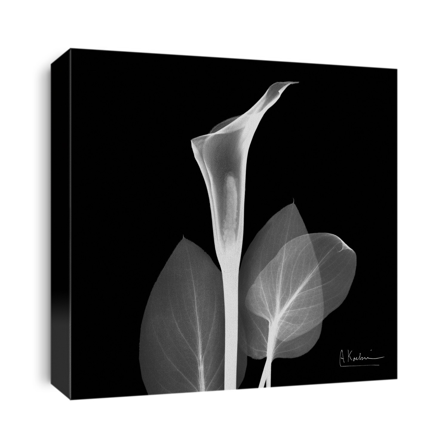 Xray Photography