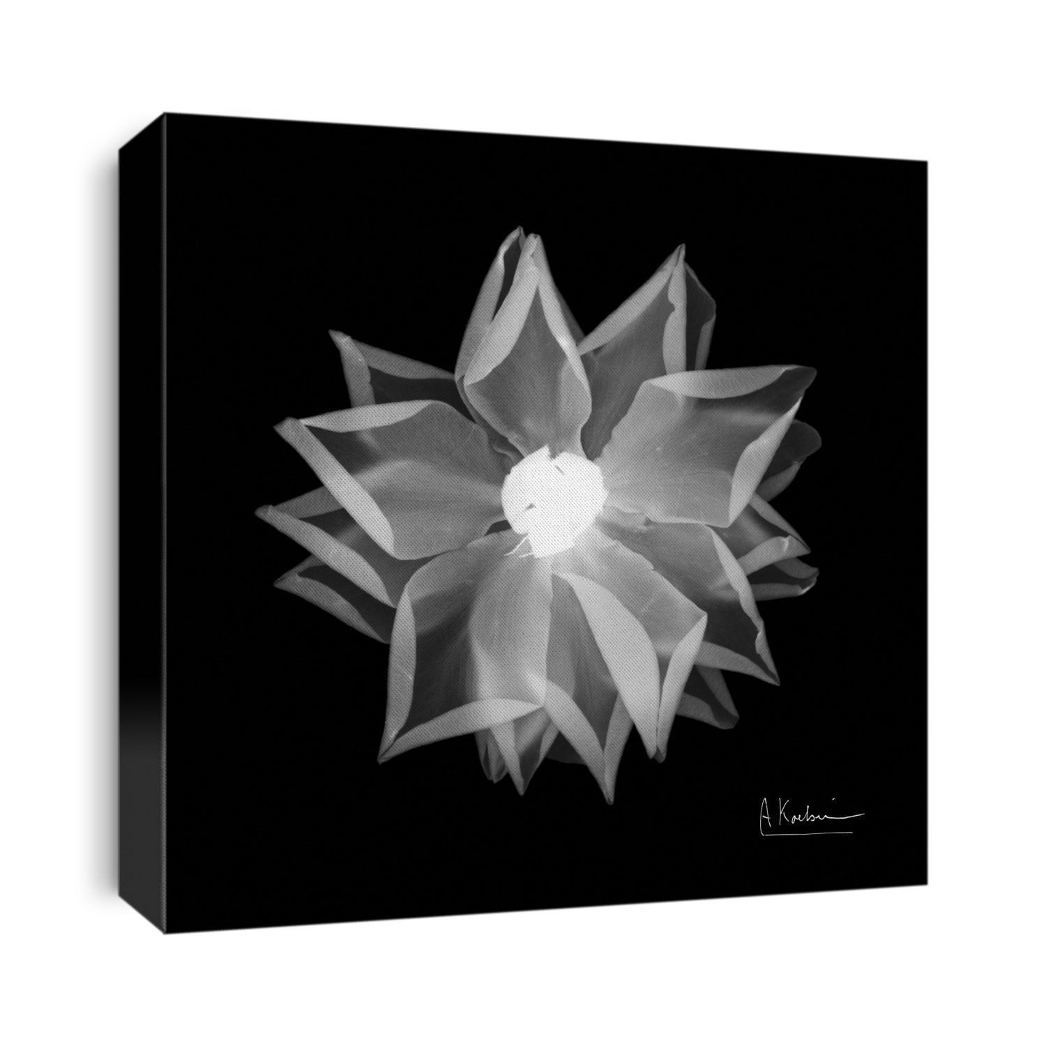 Xray Photography