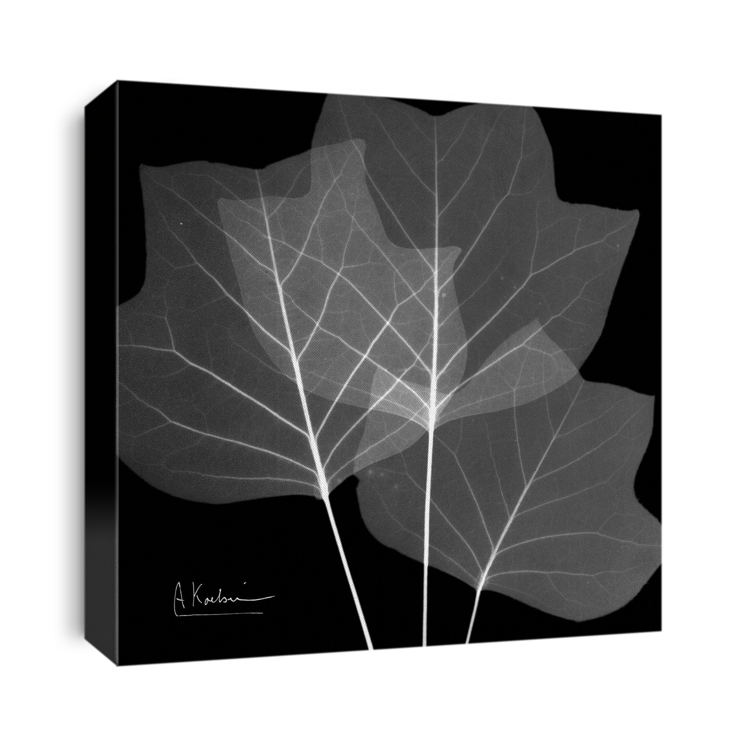 Xray Photography