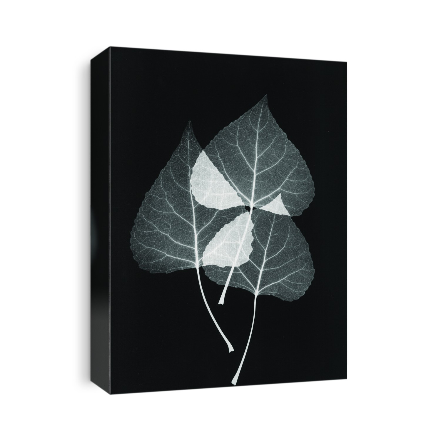 Xray Photography