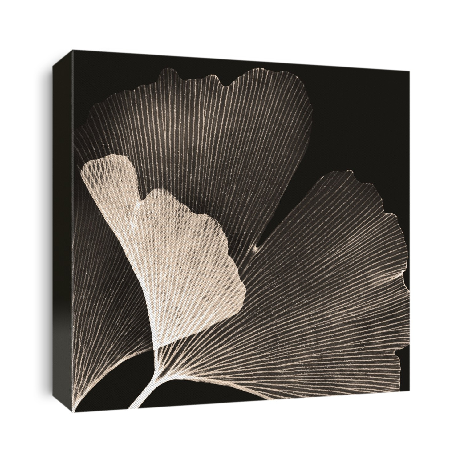 Xray Photography