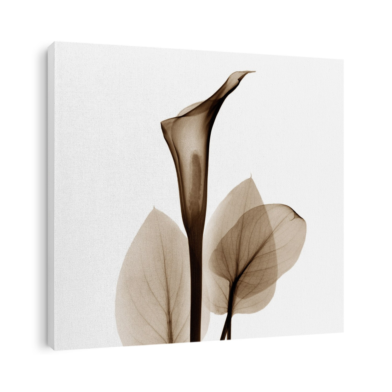 Xray Photography