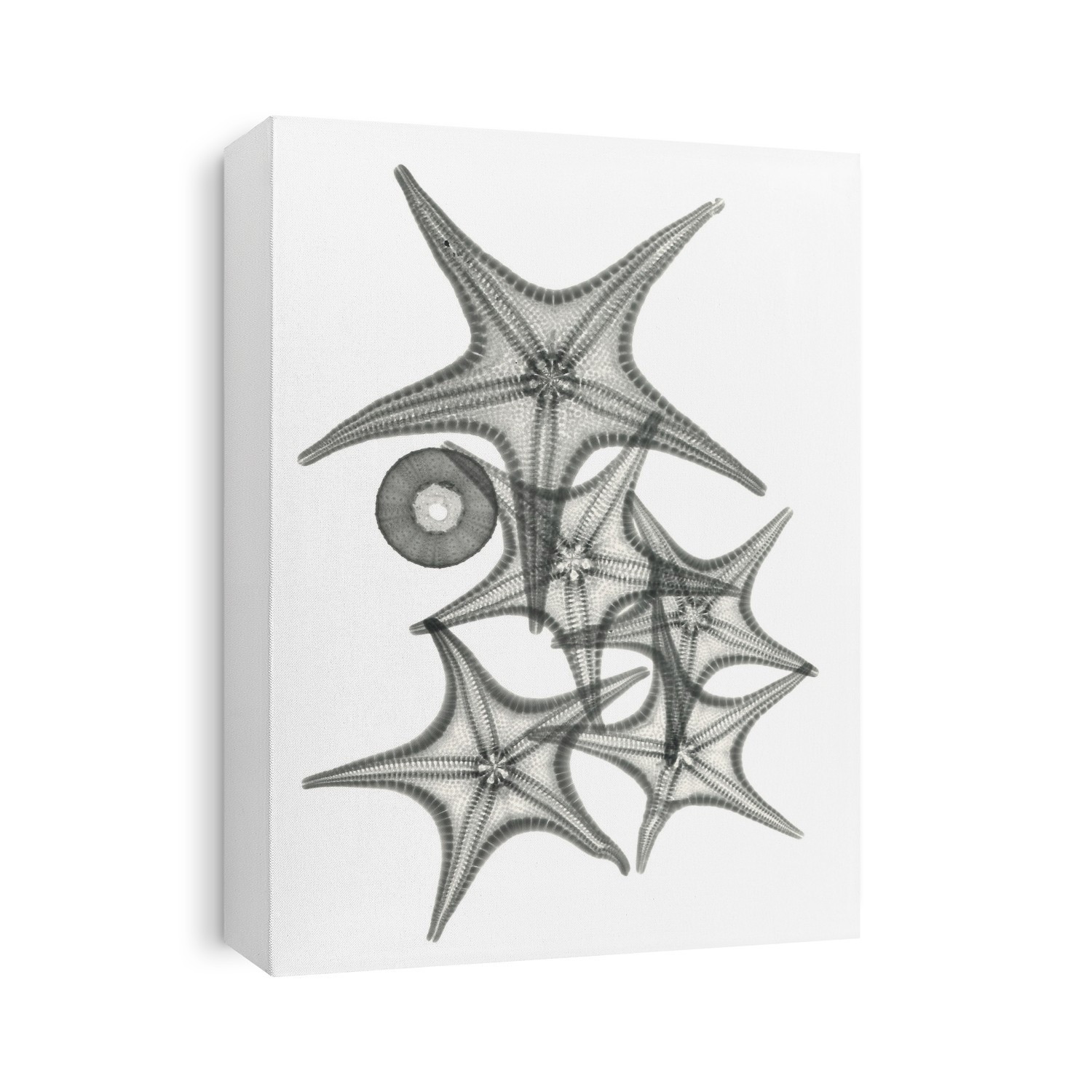 Xray Shells