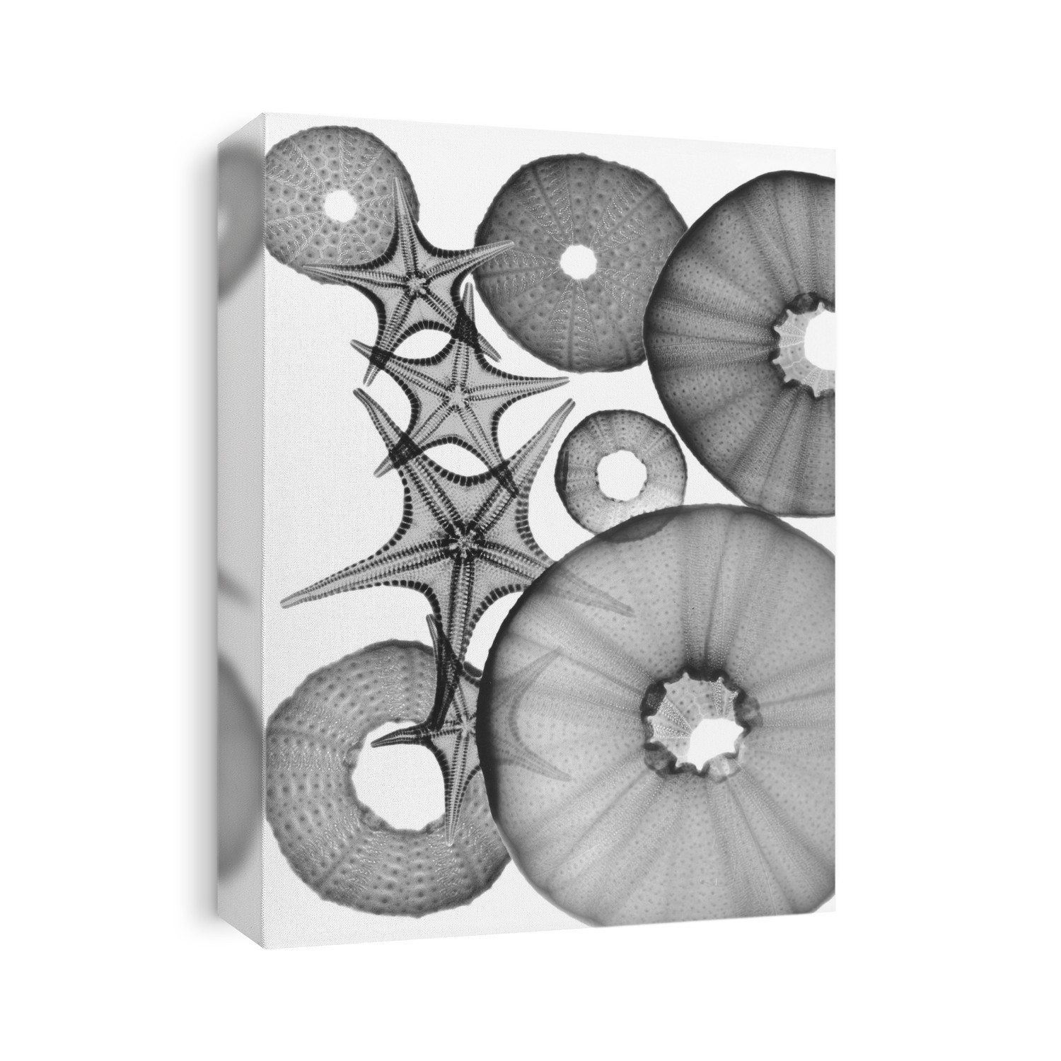 Xray Shells
