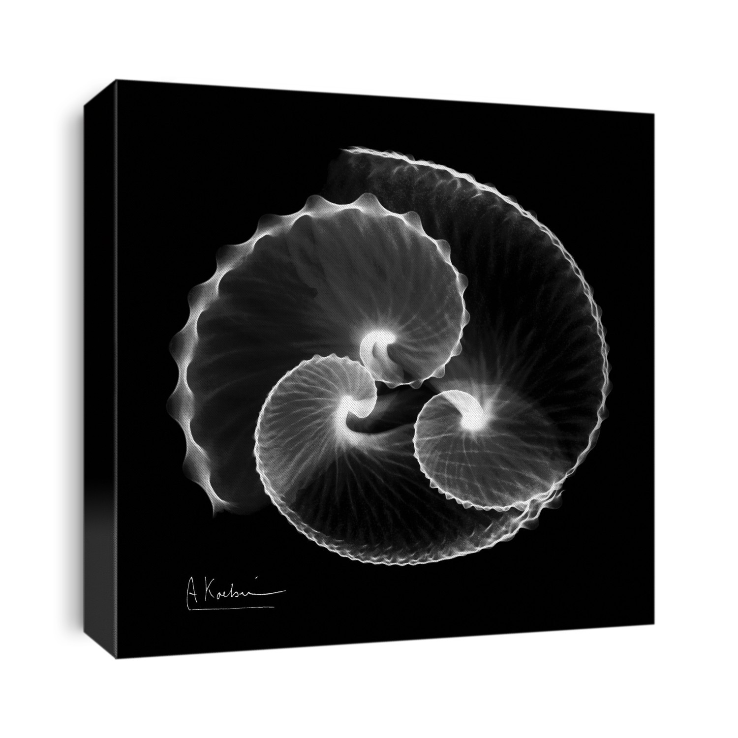 Xray Shells