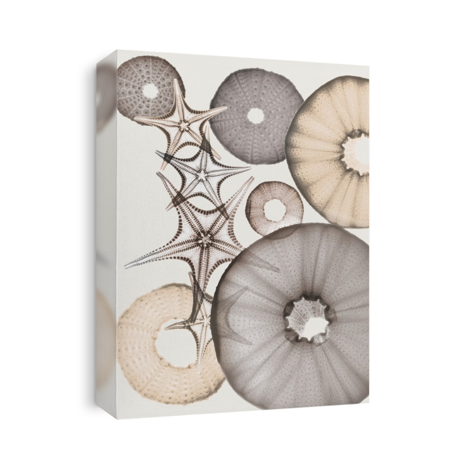Xray Shells
