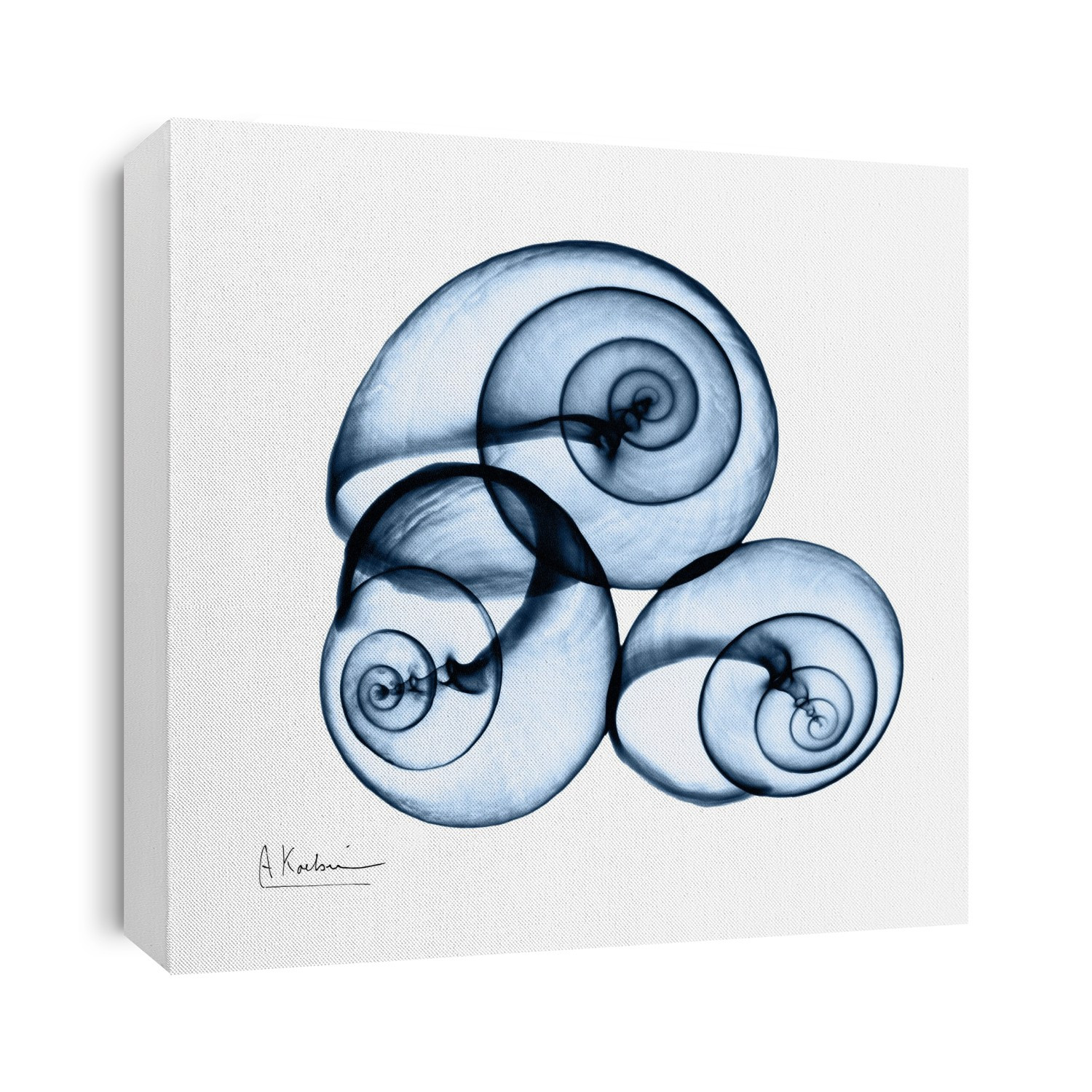Xray Shells