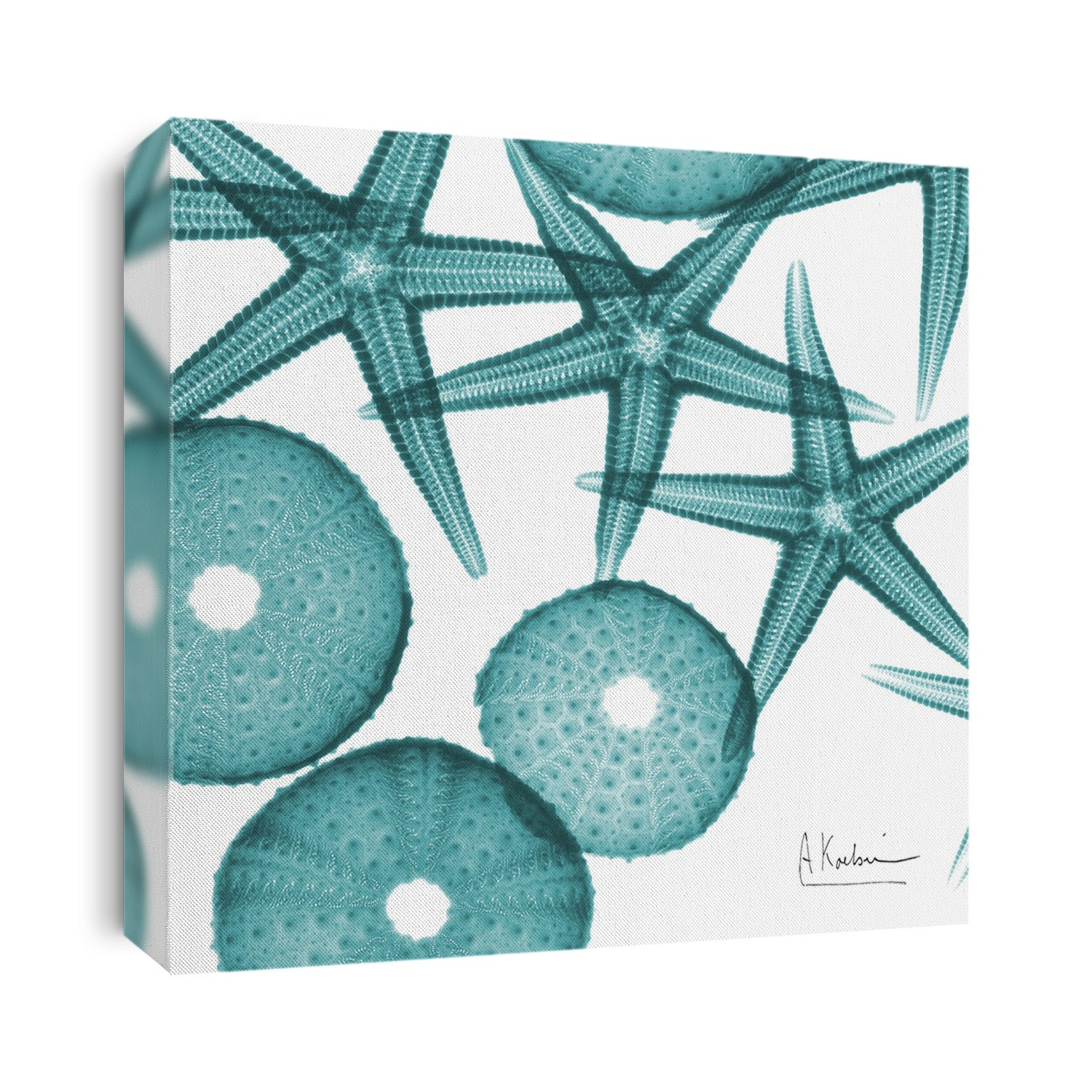Xray Shells