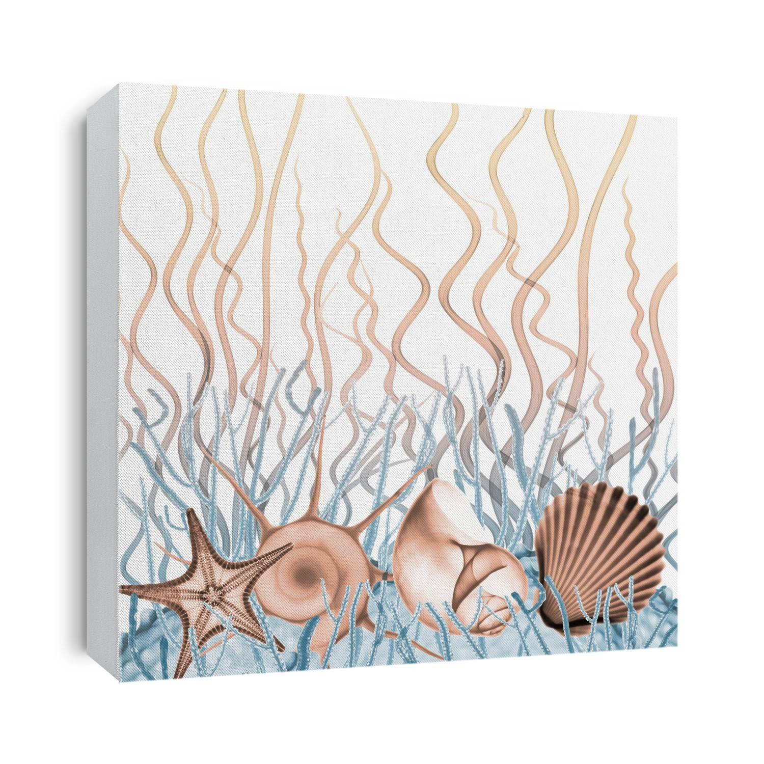 Xray Shells