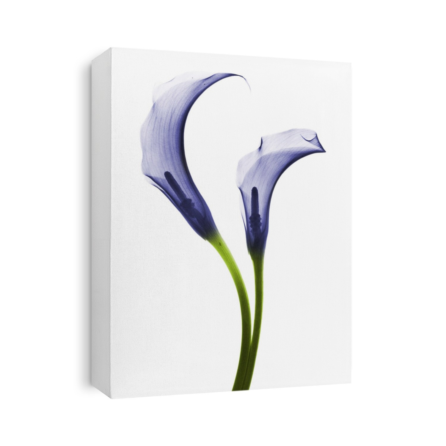 Xray Floral