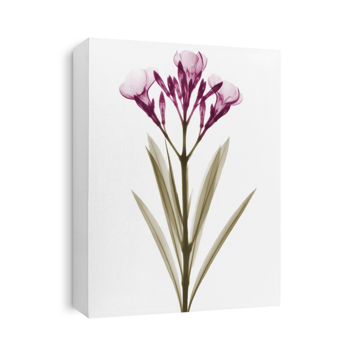 Xray Floral