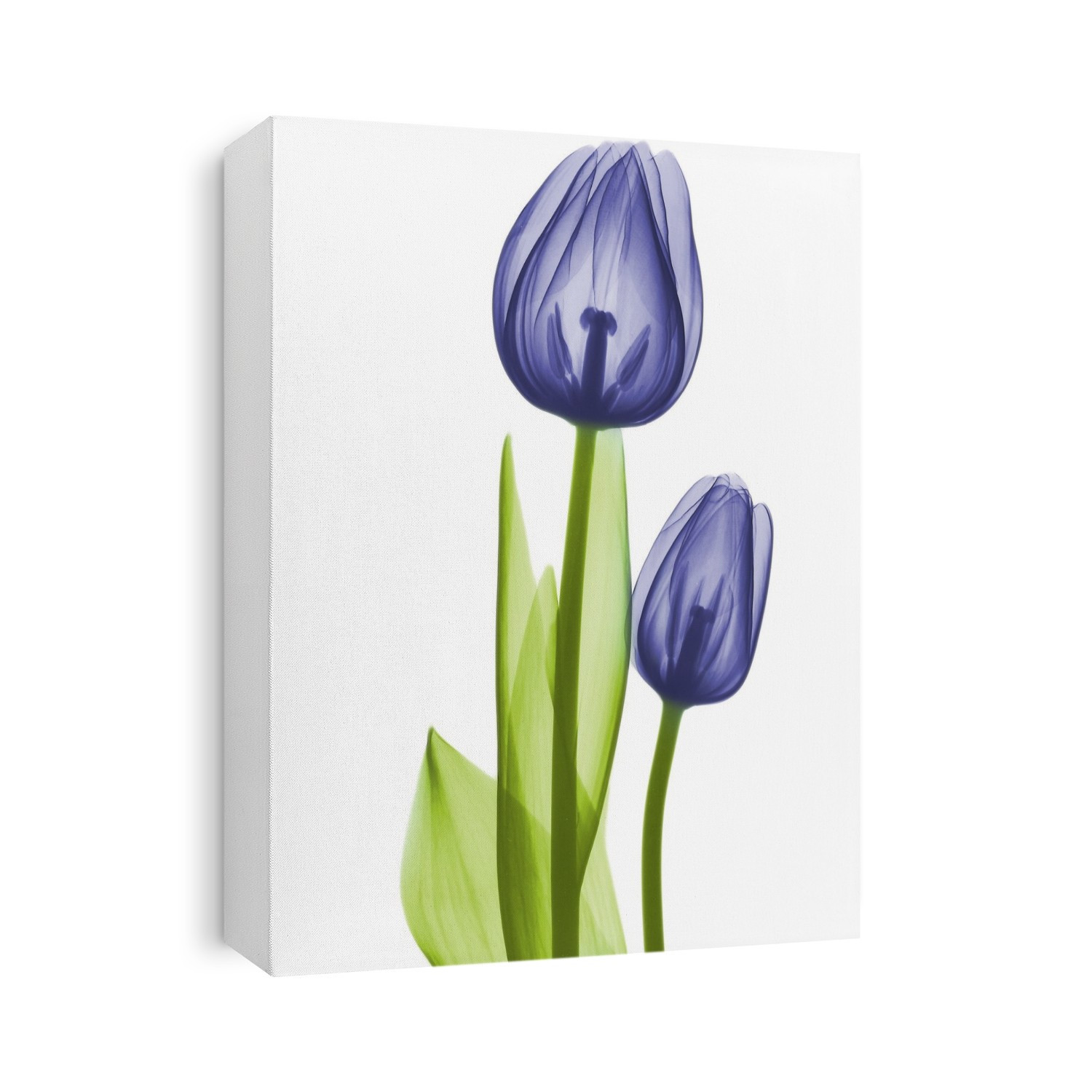 Xray Floral