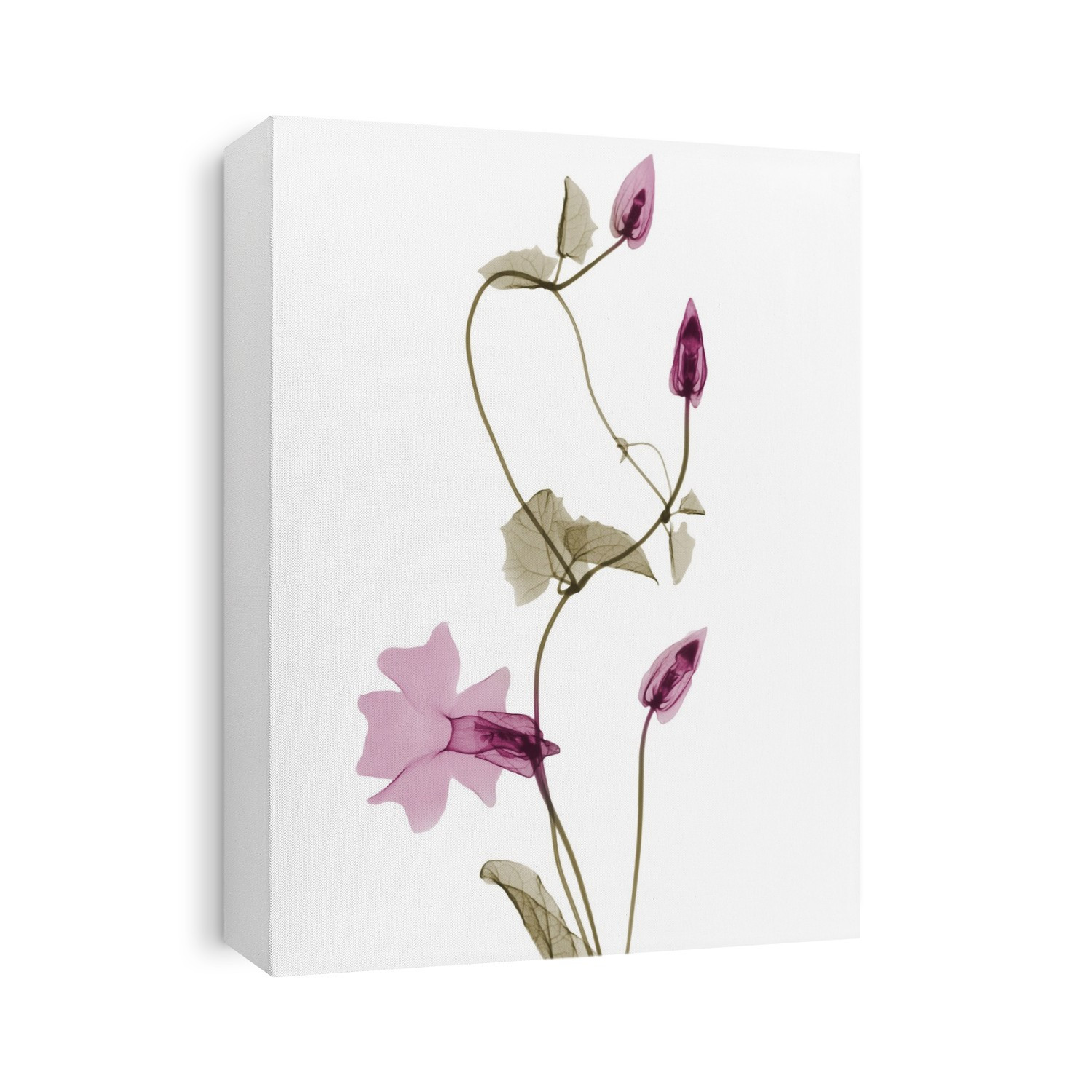 Xray Floral