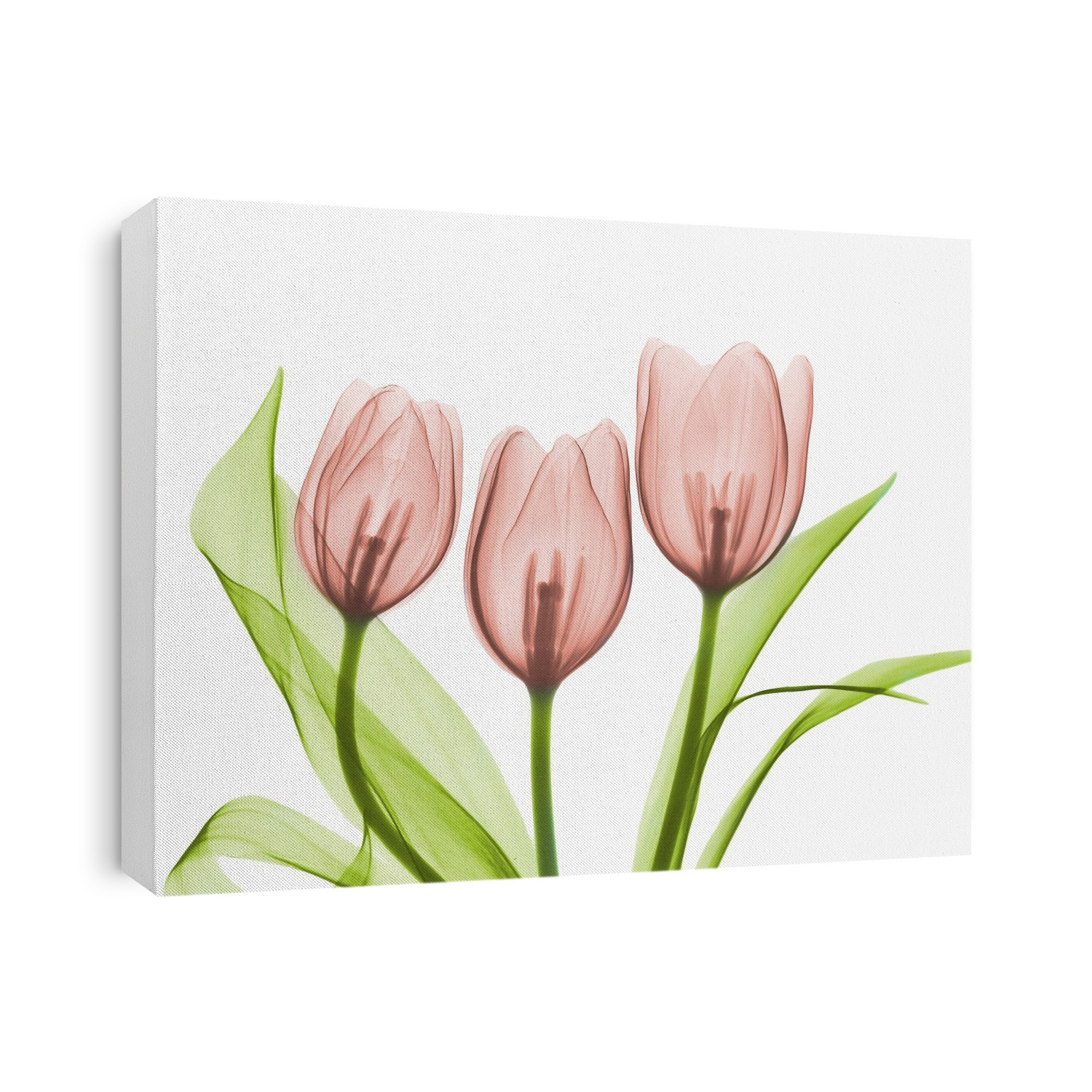 Xray Floral
