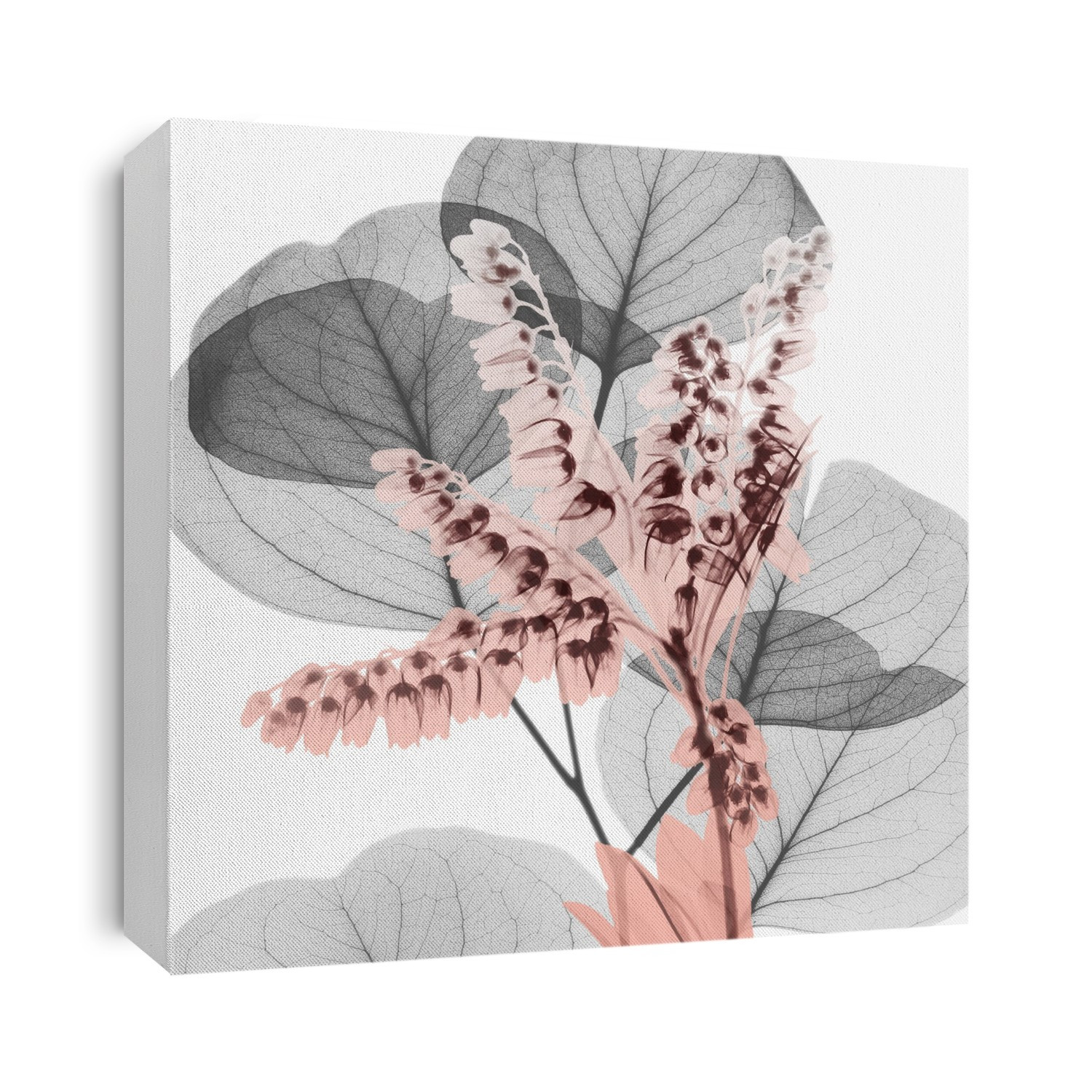 X-Ray