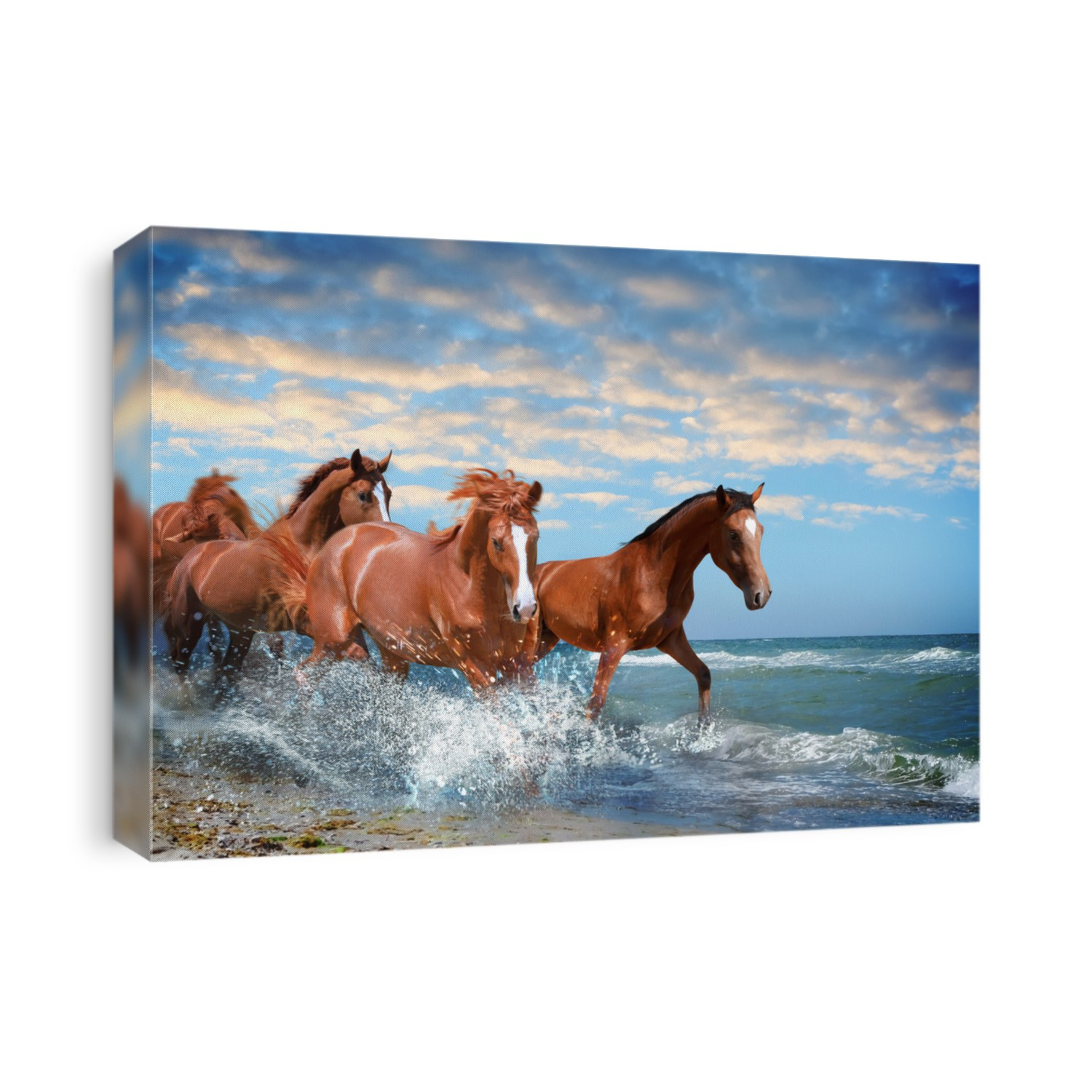 Beautiful horses running on beach through sea water 