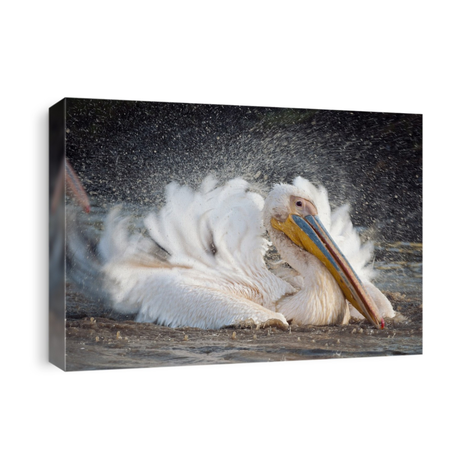 Great white pelican (Pelecanus onocrotalus) washing itself. Photographed in Lake Nakuru National Park, Kenya.