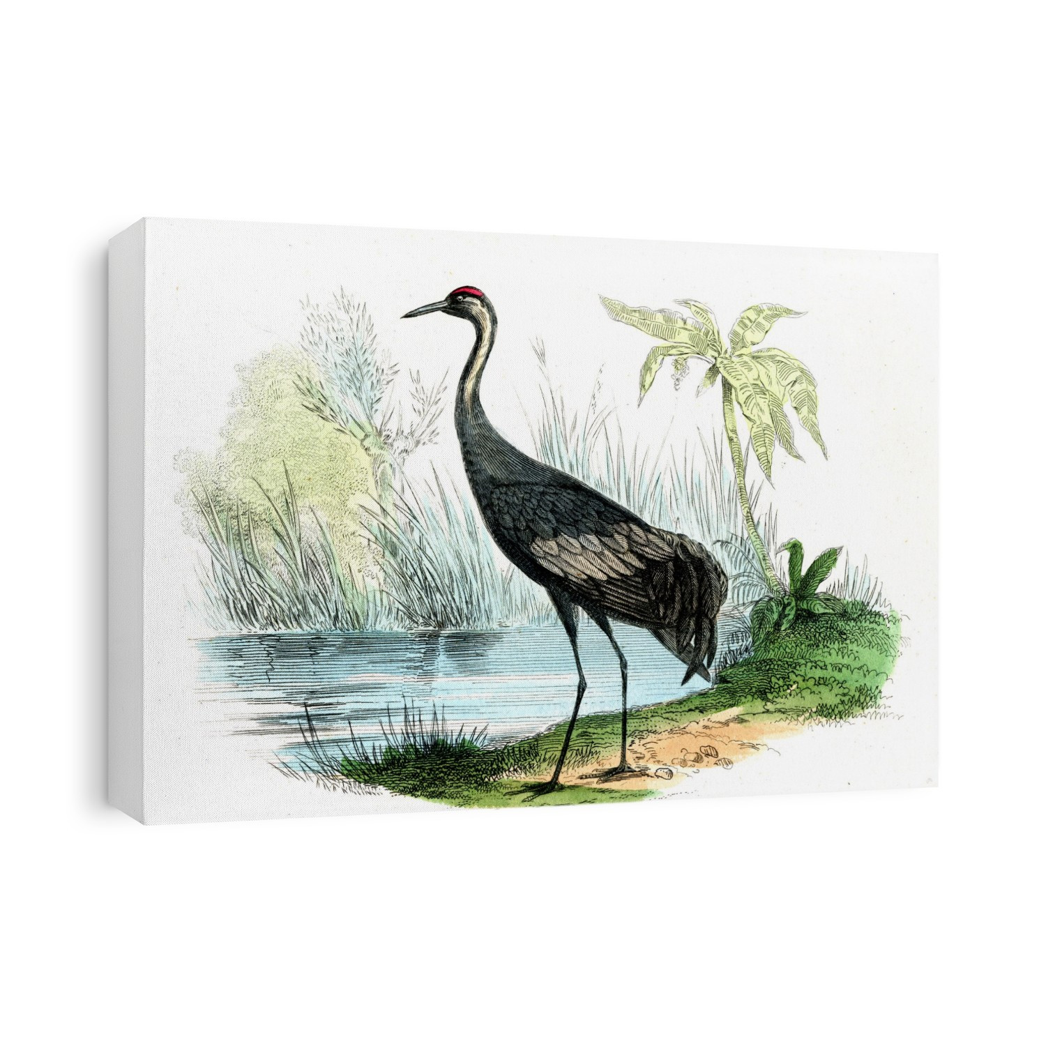 Sandhill crane (Ardea grus), 1859 illustration. This large wading bird (now Grus canadensis) is found in North America and parts of Siberia.