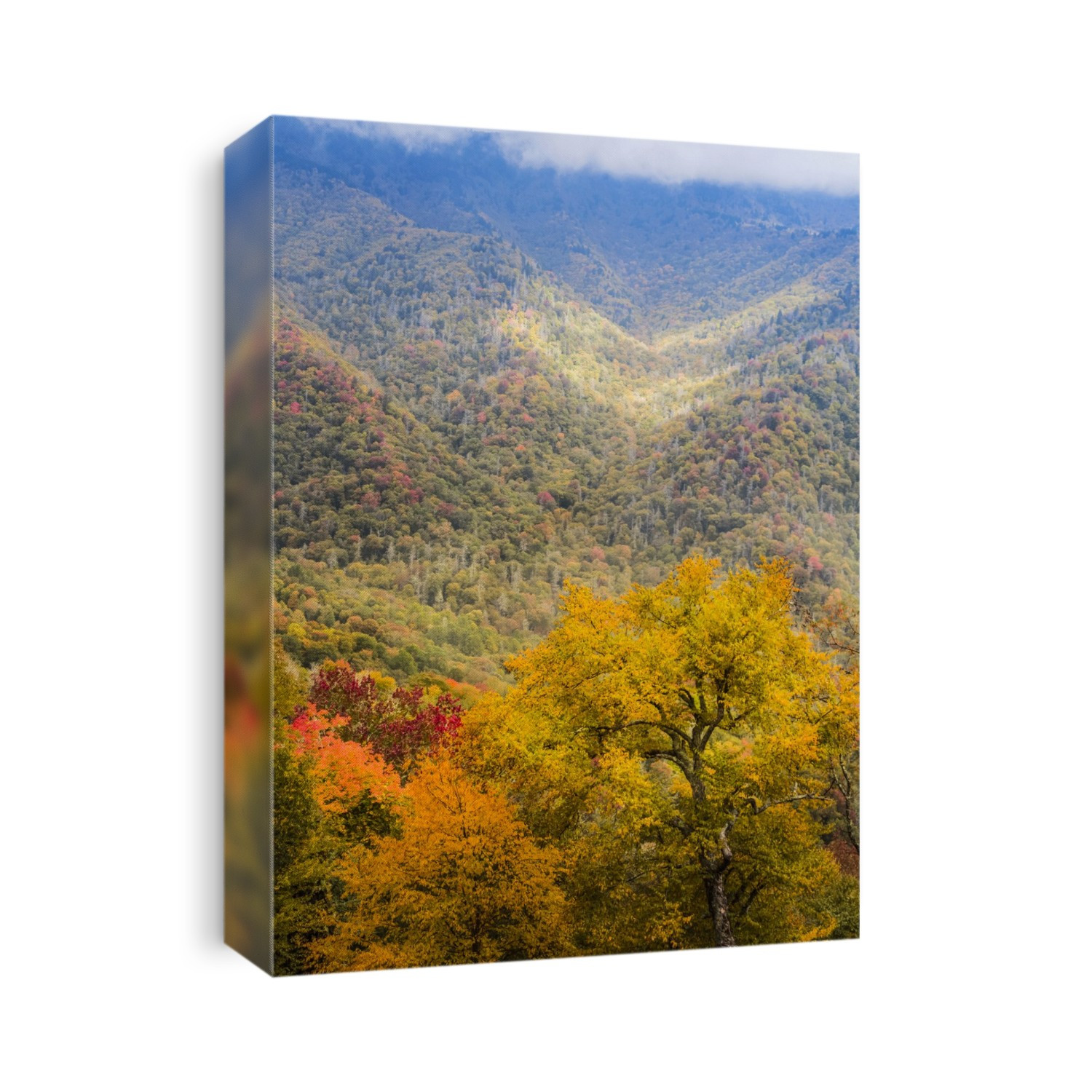 Autumn coloured foliage in the Great Smoky Mountains National Park; North Carolina, United States of America