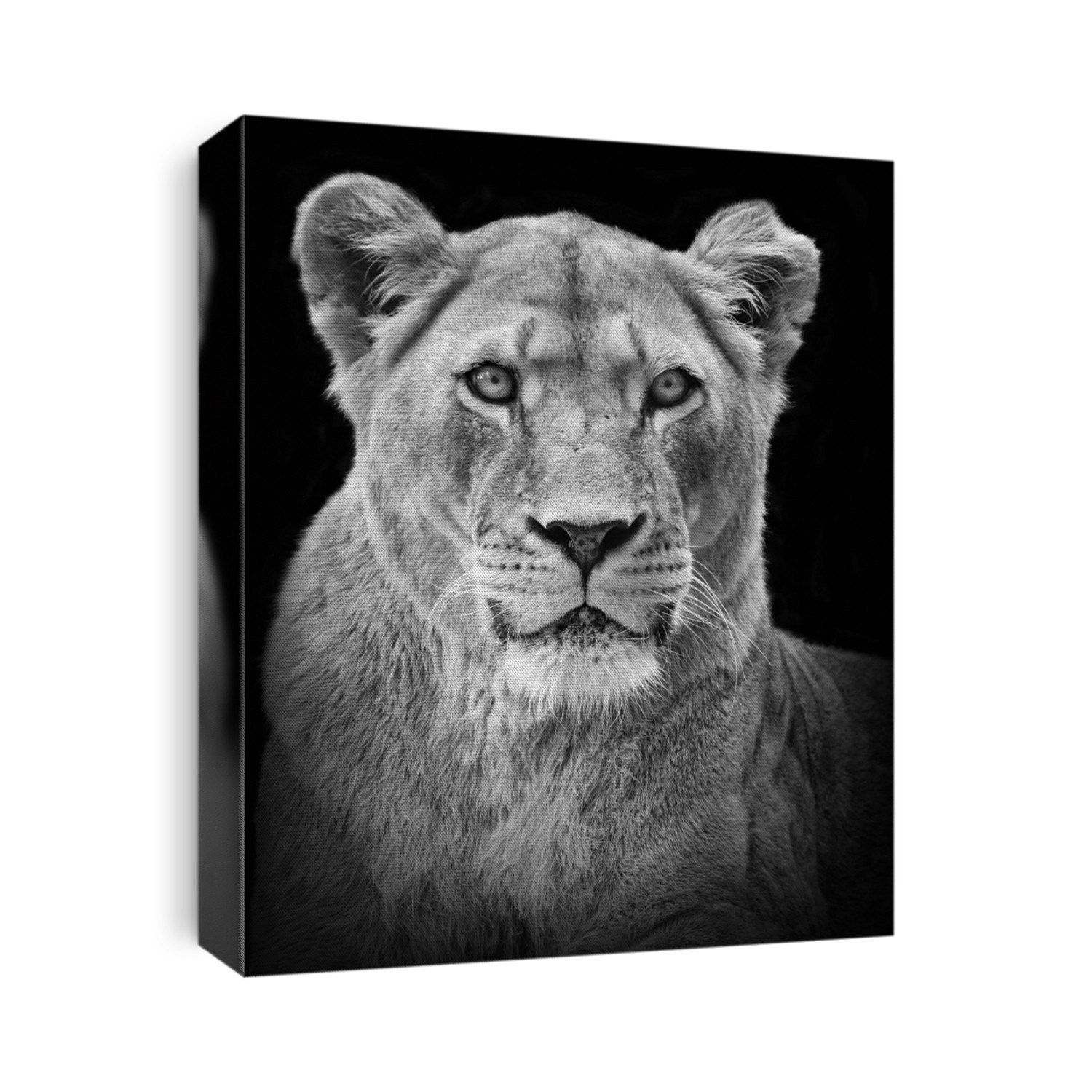 Female lion portrait in black/white