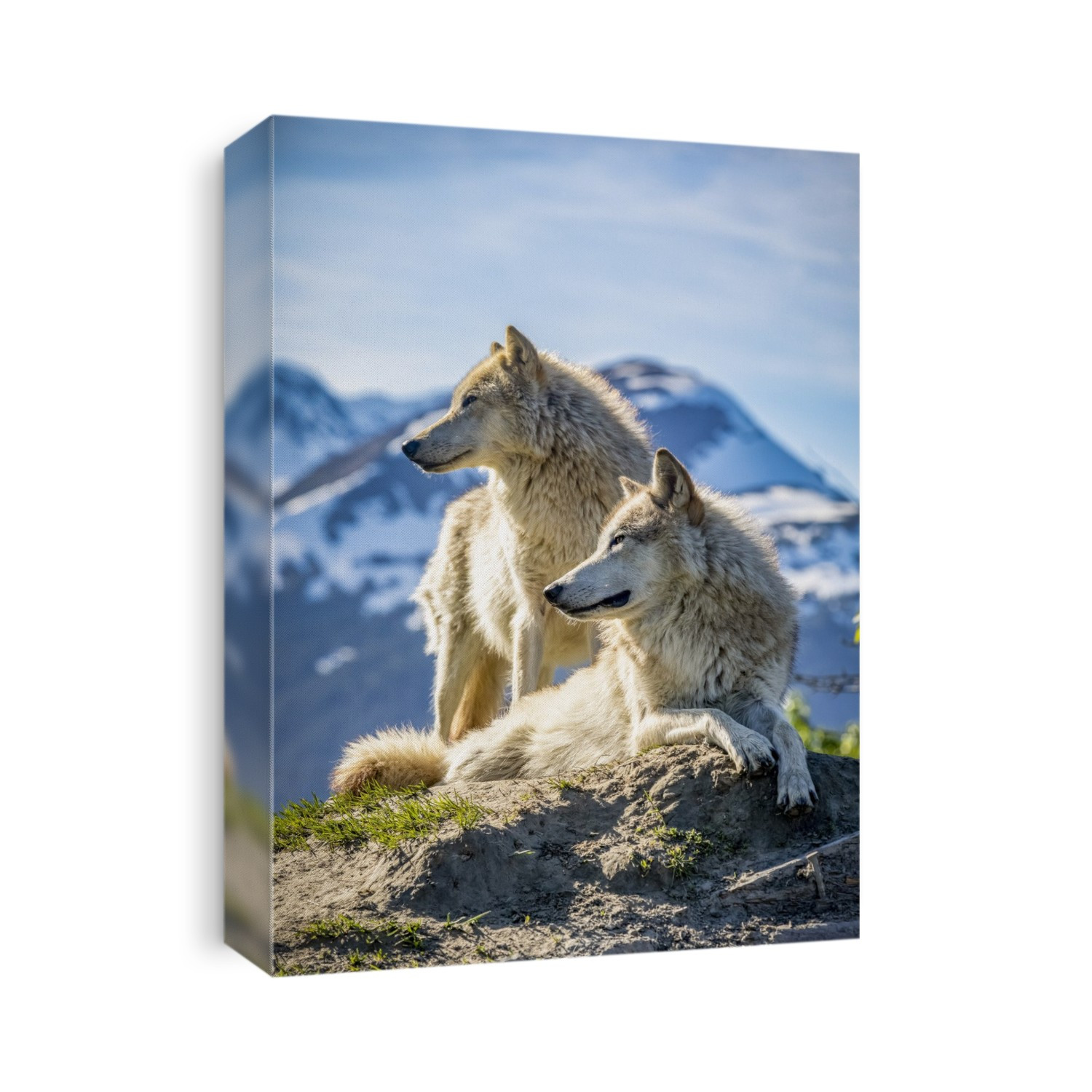 Two female Gray wolves (Canis lupus) looking out with a mountain in the background, Alaska Wildlife Conservation Center; Portage, Alaska, United States of America