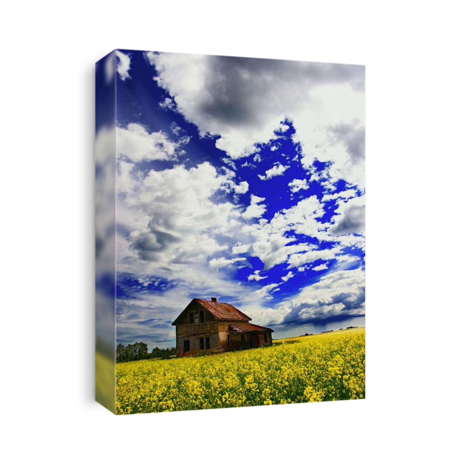 Abandoned Farmhouse In A Canola Field