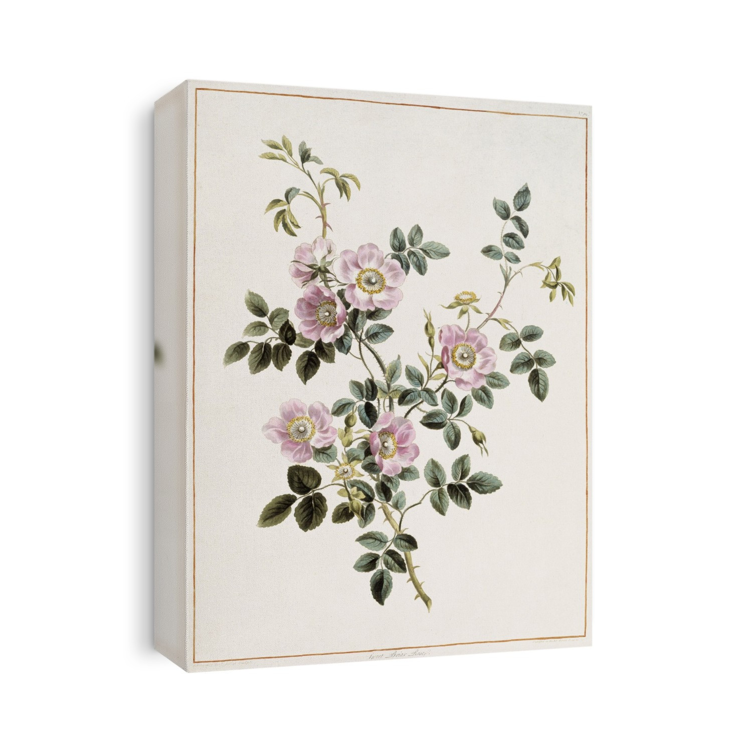 Sweet briar rose (Rosa rubiginosa). Artwork from 'A Collection of Flowers' by John Edwards (1795).