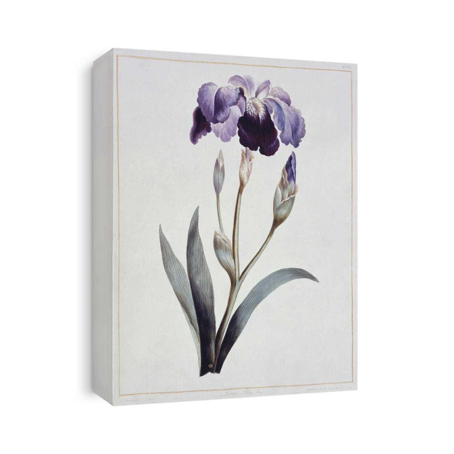 Blue iris in flower. Artwork from 'A Collection of Flowers' by John Edwards (1795).