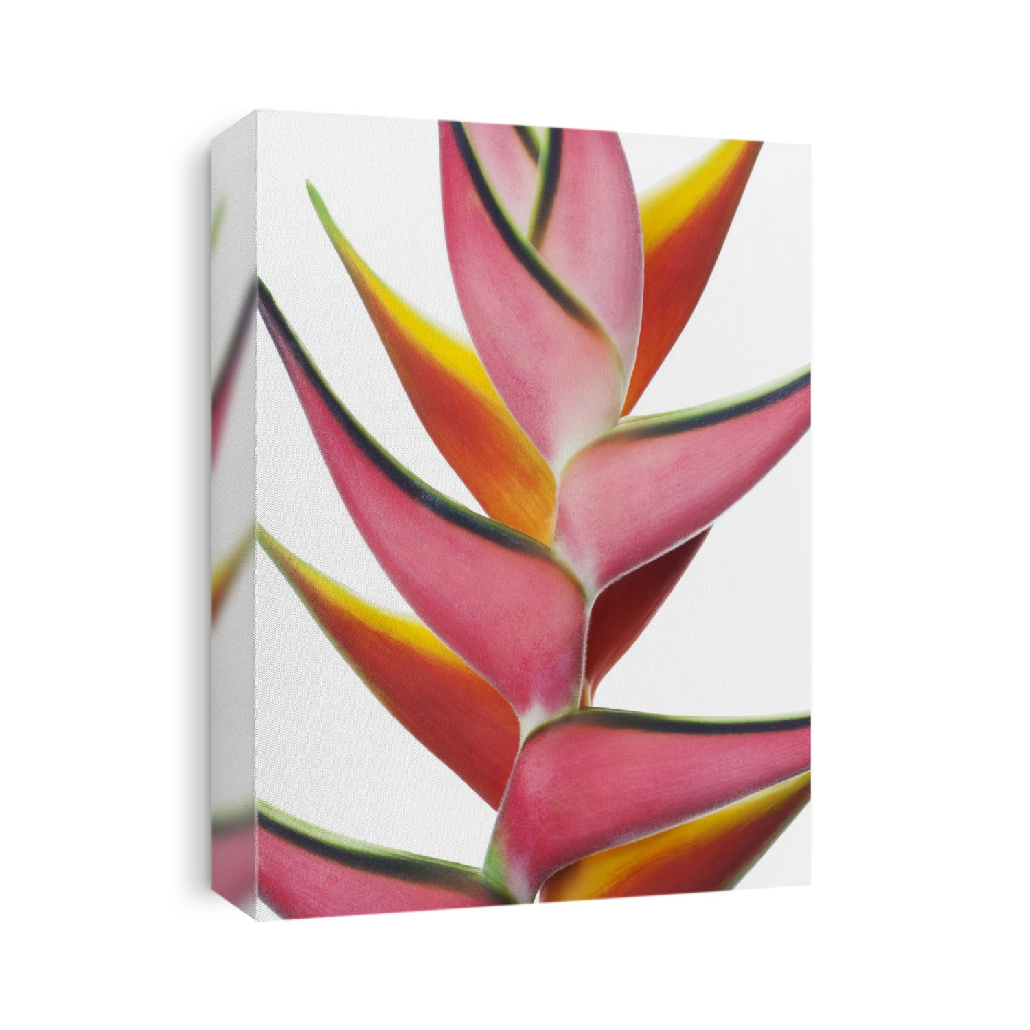 Close-up of two vibrant Heliconia flower against a white background; Honolulu, Oahu, Hawaii, United States of America