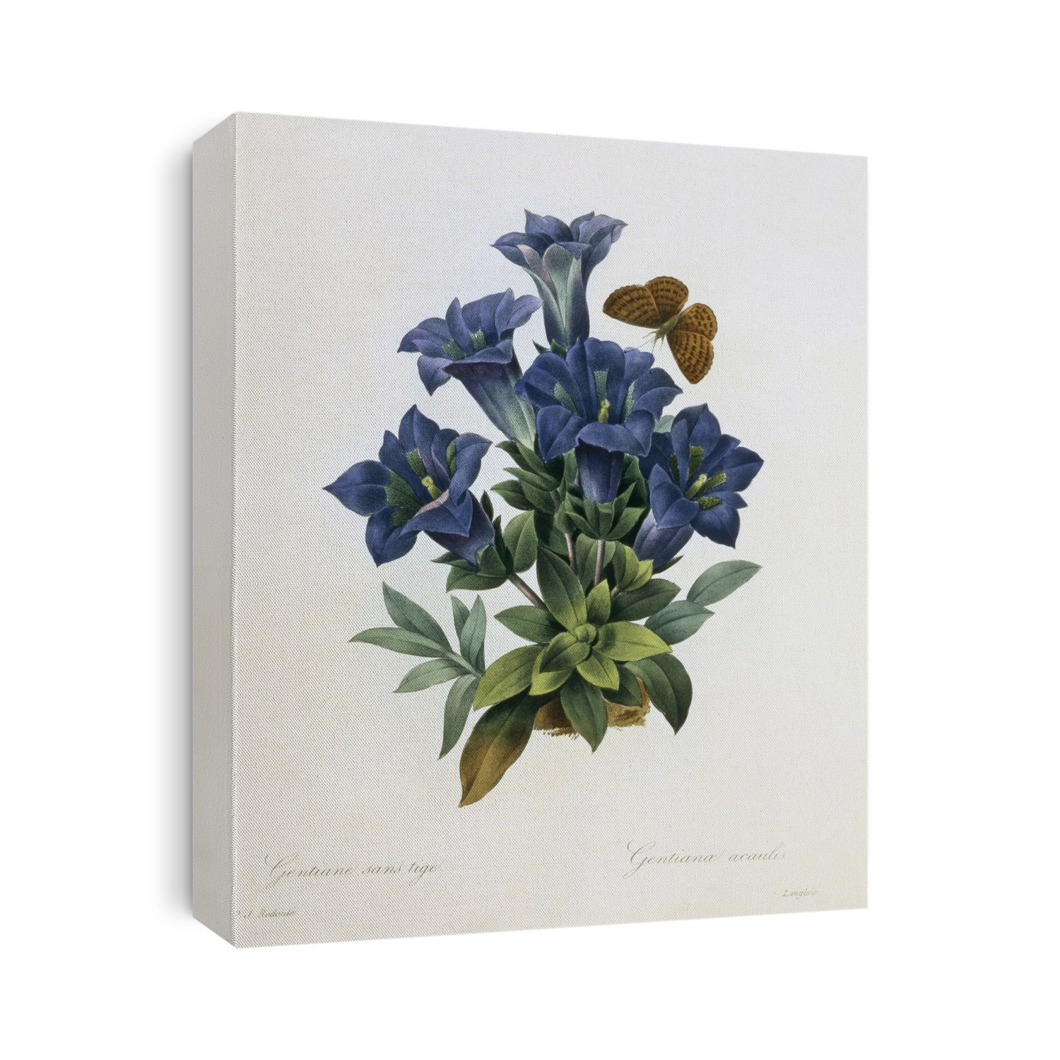 Stemless Gentian (Gentiana acaulis) flowers. Painting by Pierre Joseph Redout, from his 'Choix des plus belles fleurs' (The Most Beautiful Flowers) (1827-1833).