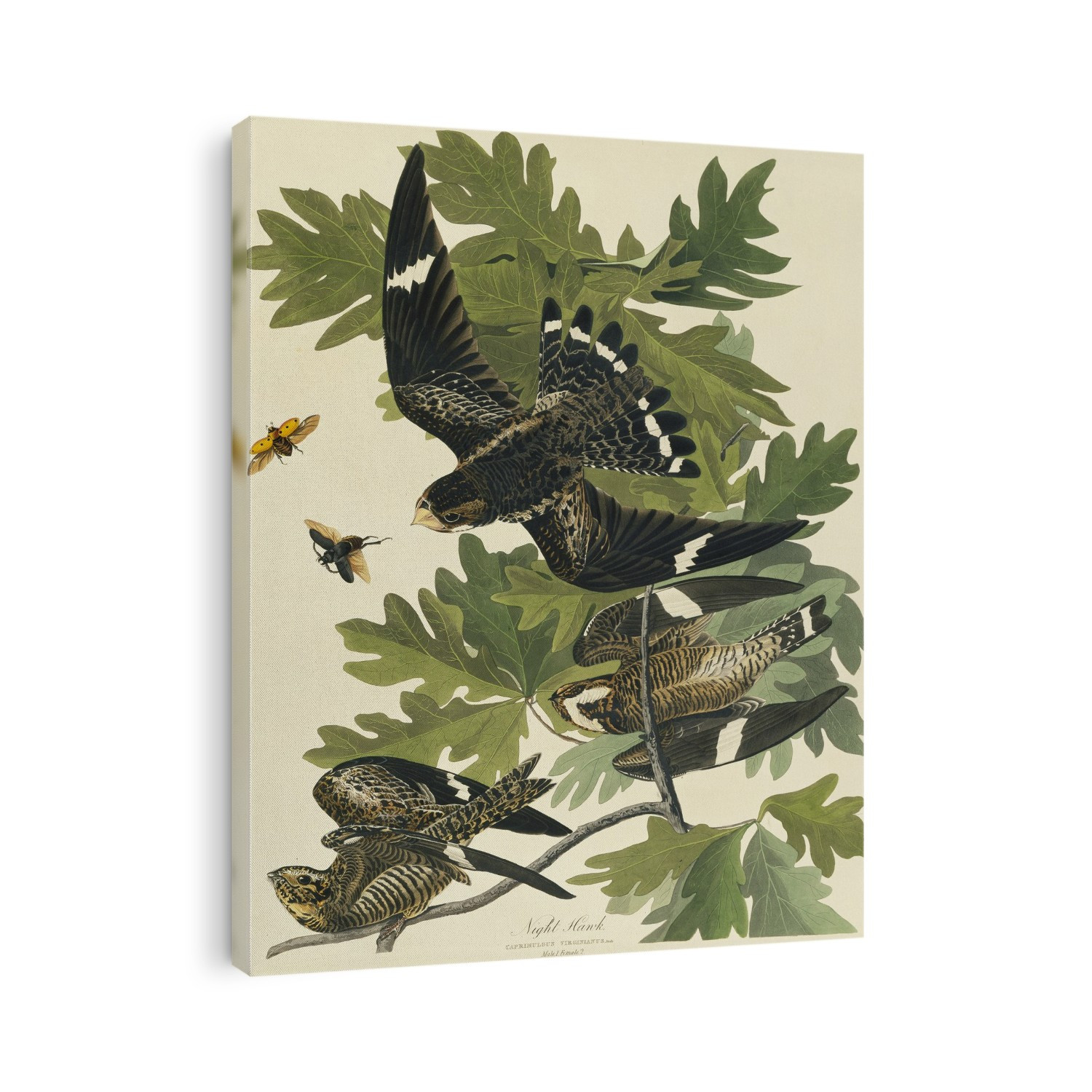 Common nighthawk (Chordeiles minor). Illustration from John James Audubon's 'Birds of America', original double elephant folio (1831-34), hand-coloured aquatint.