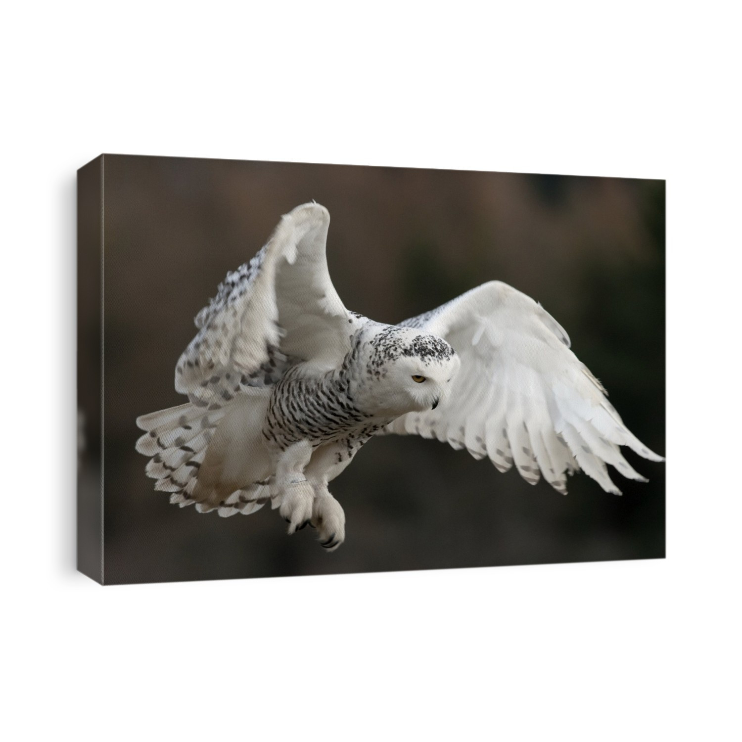 Snowy owl. Female snowy owl (Bubo scandiaca) in flight. Unlike many other owls, the snowy owl is diurnal, hunting during the day. Photographed in winter.