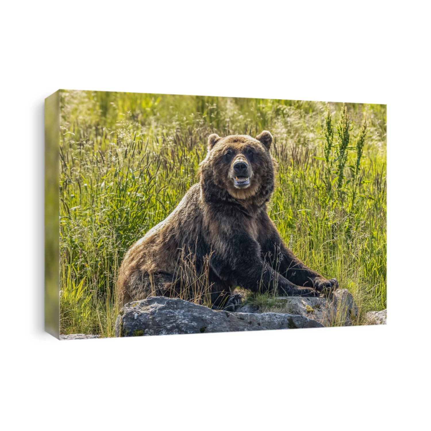 Brown bear sow (Ursus arctos), Alaska Wildlife Conservation Center, South-central Alaska; Alaska, United States of America