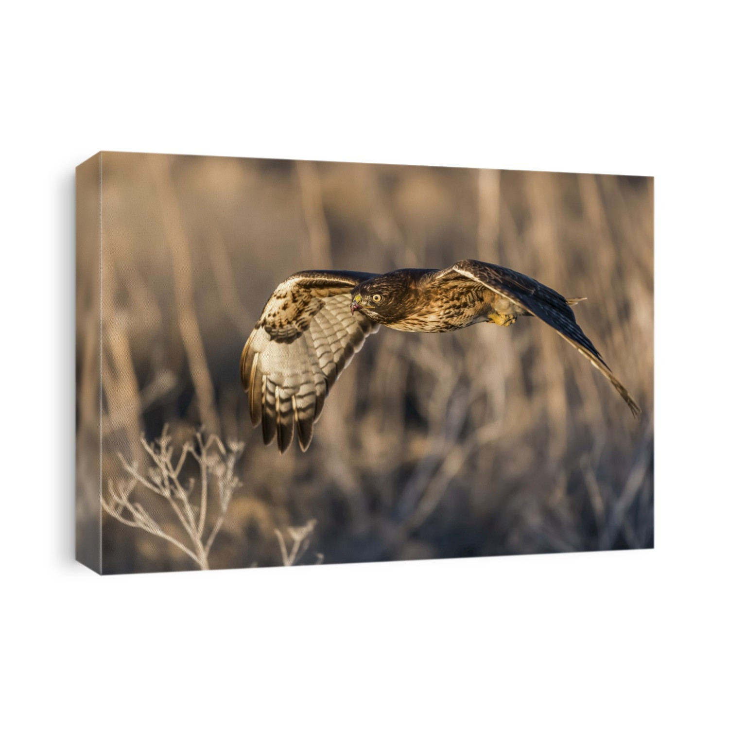 Red-tailed hawk (Buteo jamaicensis) in flight, Klamath Basin National Wildlife Refuge; Merrill, Oregon, United States of America