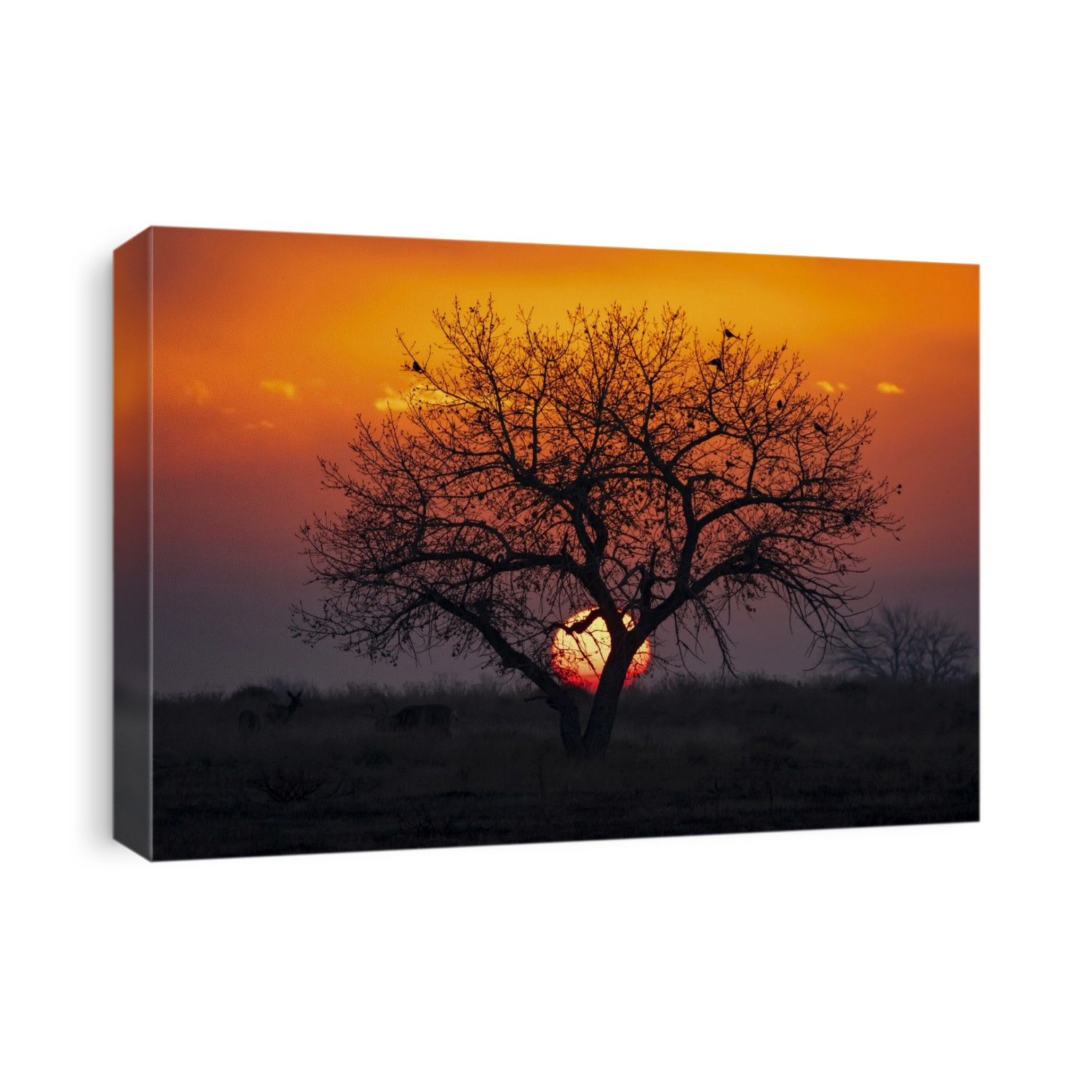 Dramatic sunset with the sun sinking behind a silhouetted tree and the sky glowing red and yellow; Denver, Colorado, United States of America