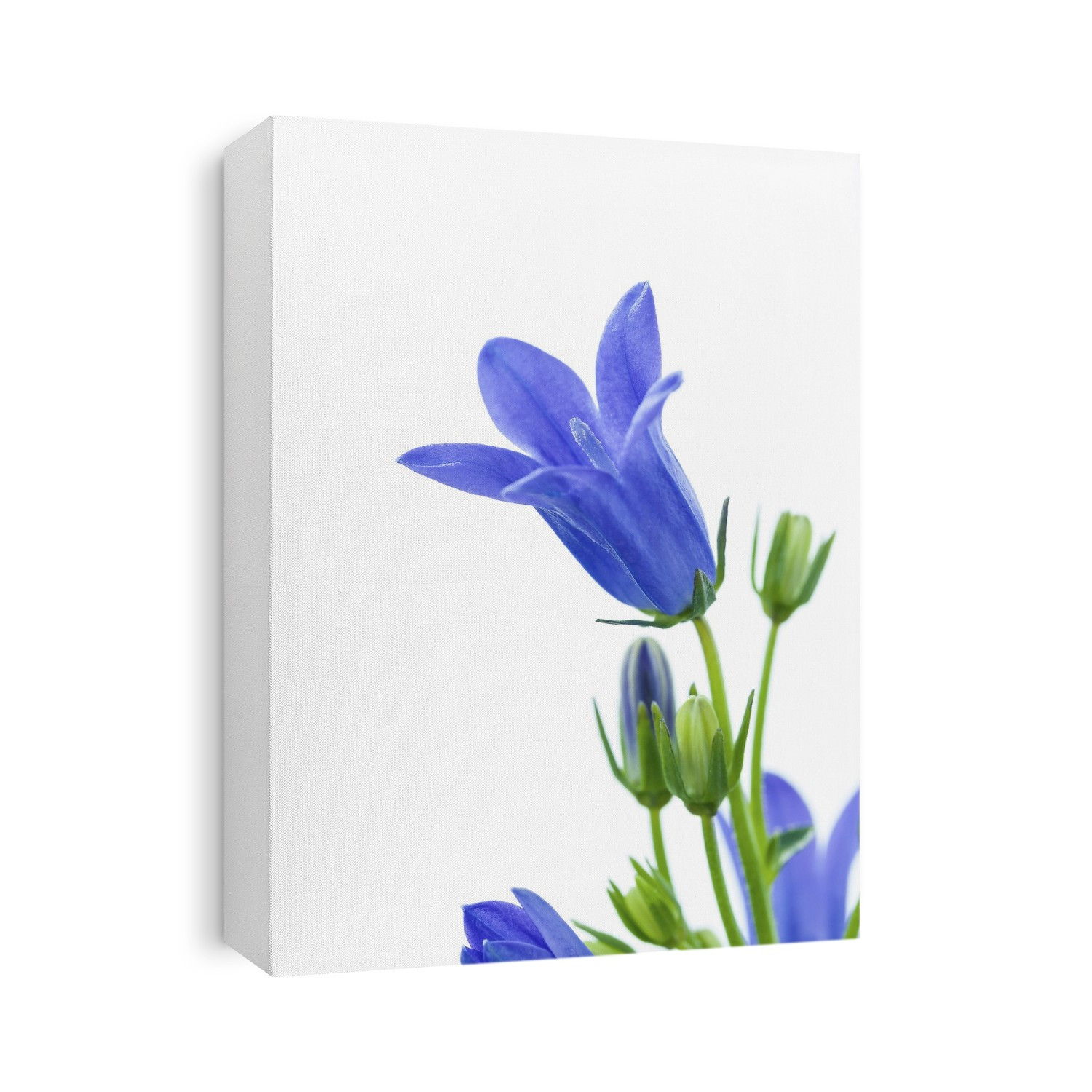 Blue flowers against a white background.