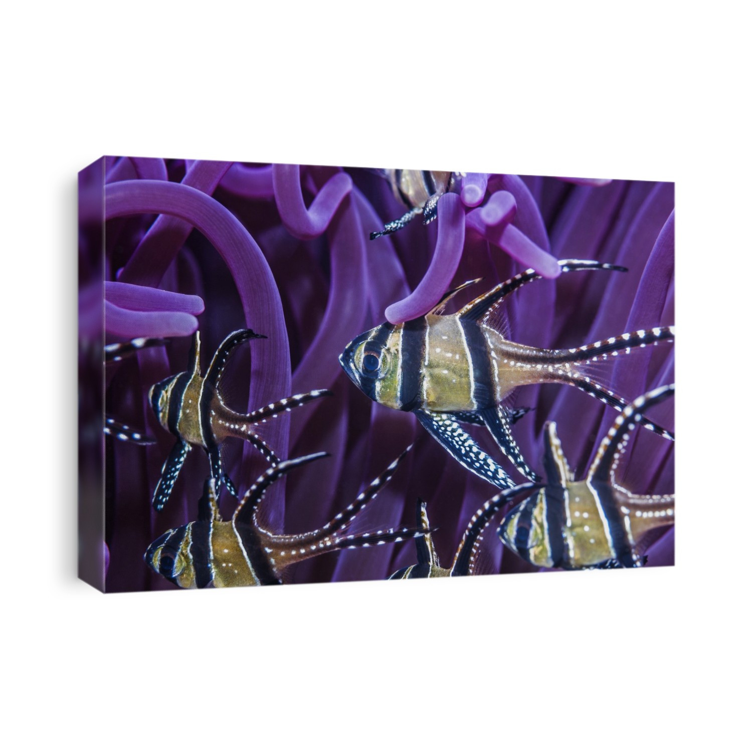 Banggai cardinalfish (Pterapogon kauderni) on a reef. Banggai cardinalfish amongst the purple tentacles of an anemone (order Actinaria) on a reef. Until recently this tropical marine fish was found only around the Banggai Islands, but is now abundant in the Lembeh Strait. Photographed in the Lembeh Strait, North Sulawesi, Indonesia.