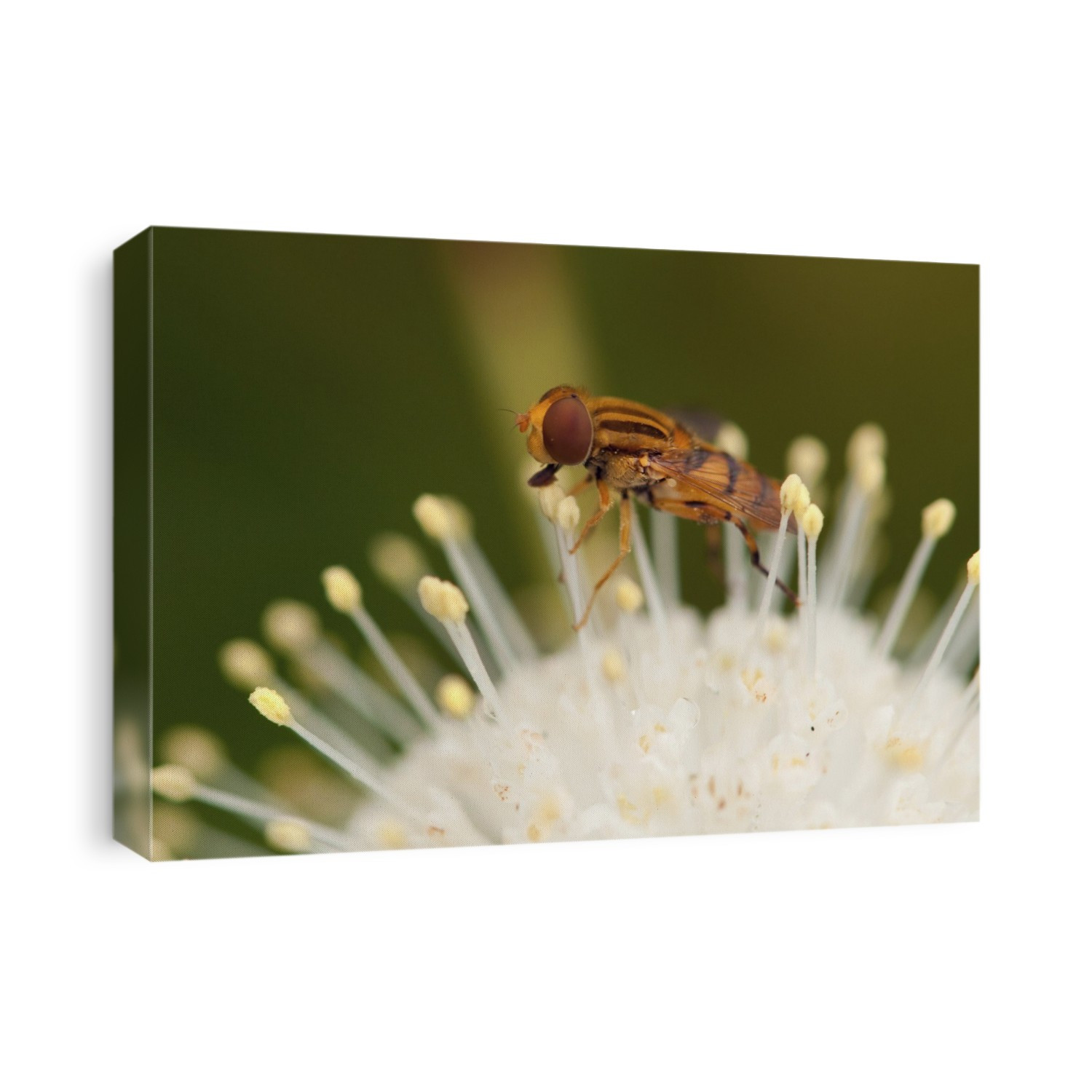 Close up of a Parhelophilus fly, Parhelophilus species, feeding on buttonbush pollen, Cephalanthus occidentalis.; Great Meadows National Wildlife Refuge, Sudbury, Massachusetts.