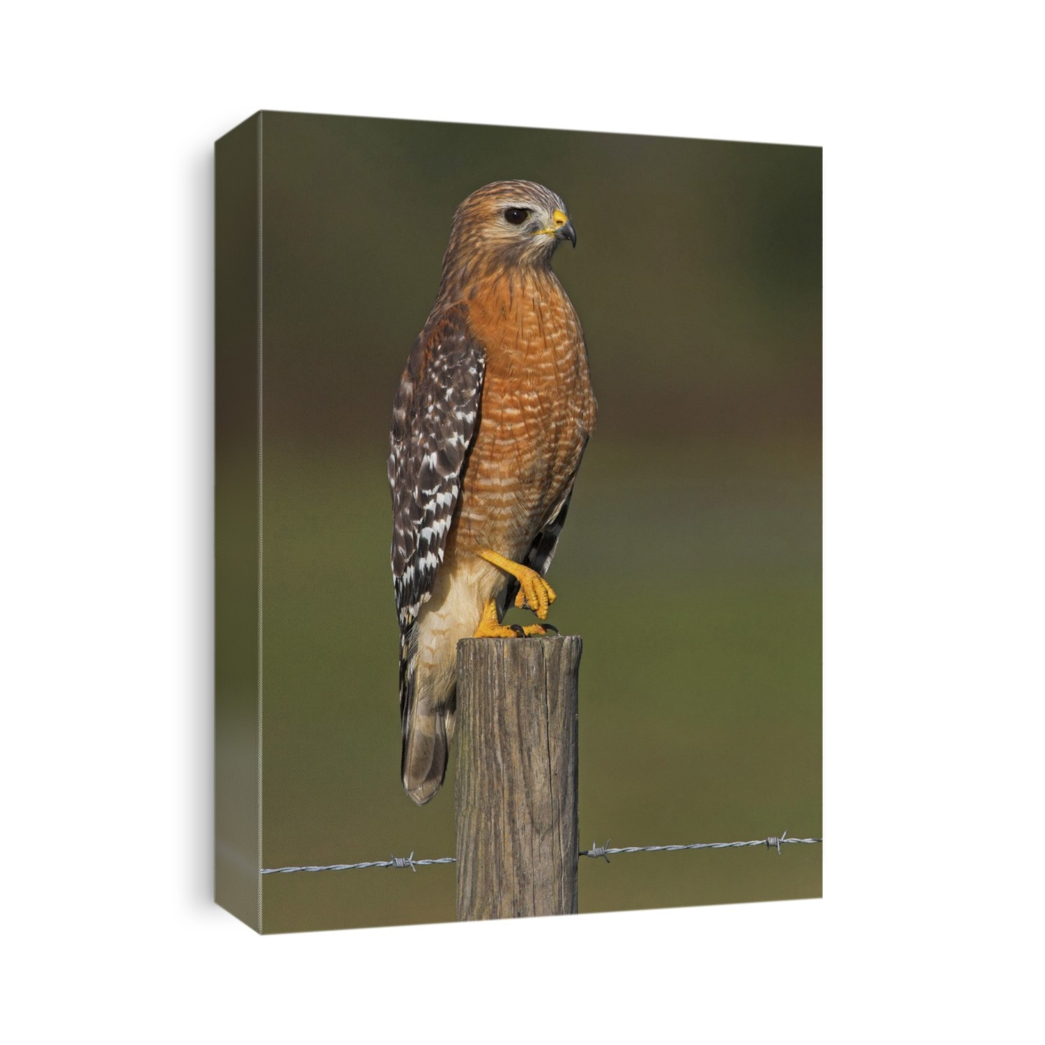 Red-shouldered hawk (Buteo lineatus) perched on a fencepost. This forest-dwelling hawk is common in the eastern USA and California, where it favours woodlands near water.