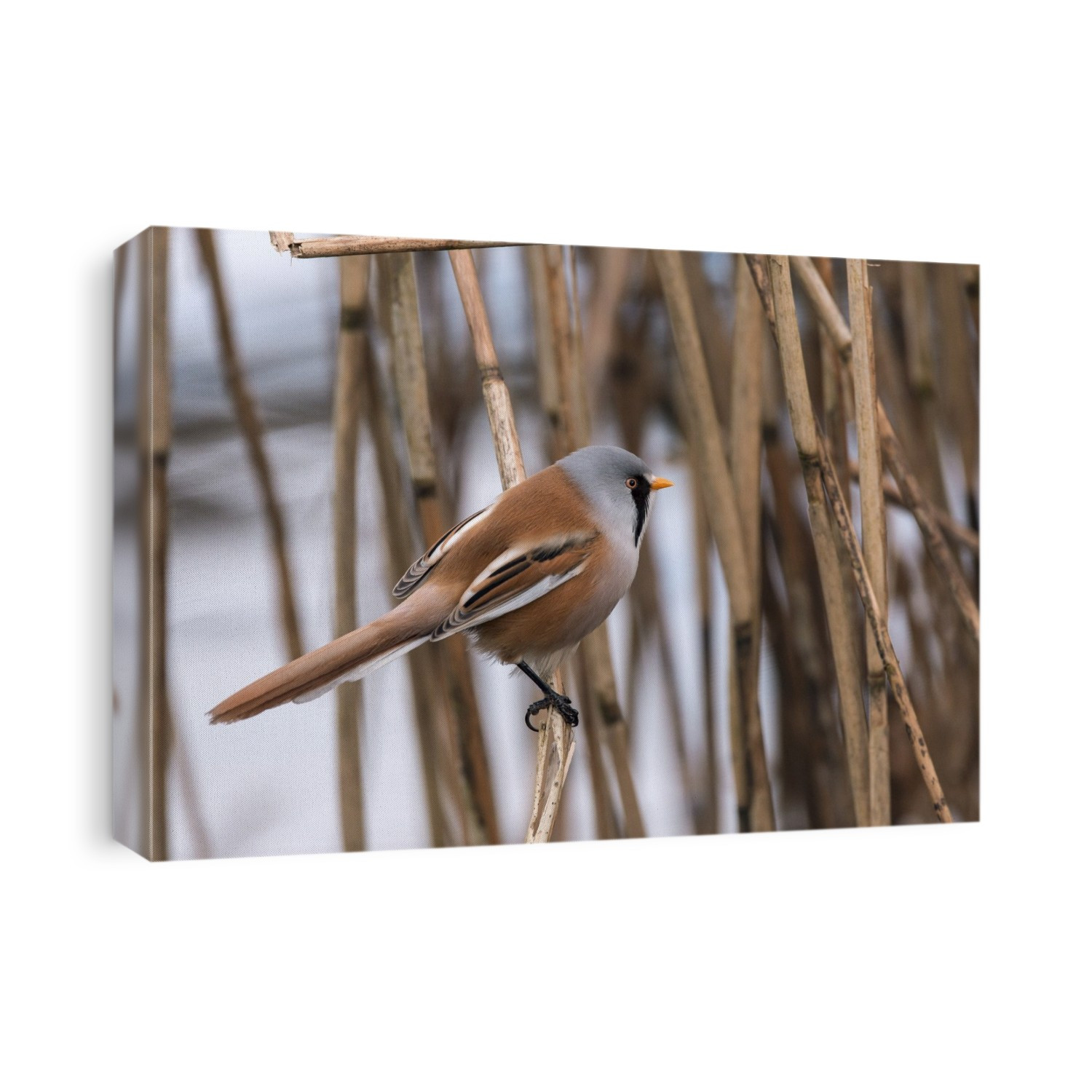 Male bearded tit (Panurus biarmicus) among reeds. This bird is found around wetlands in temperate Europe and Asia. Photographed in Norfolk, UK.