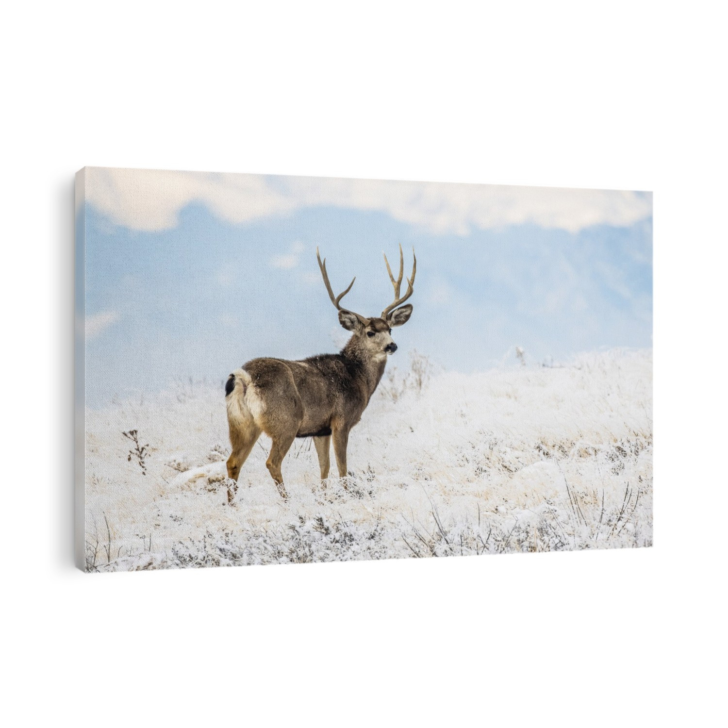 Mule Deer buck (Odocoileus hemionis) on a snowy hillside in the Rocky Mountain Arsenal National Wildlife Refuge; Colorado, United States of America