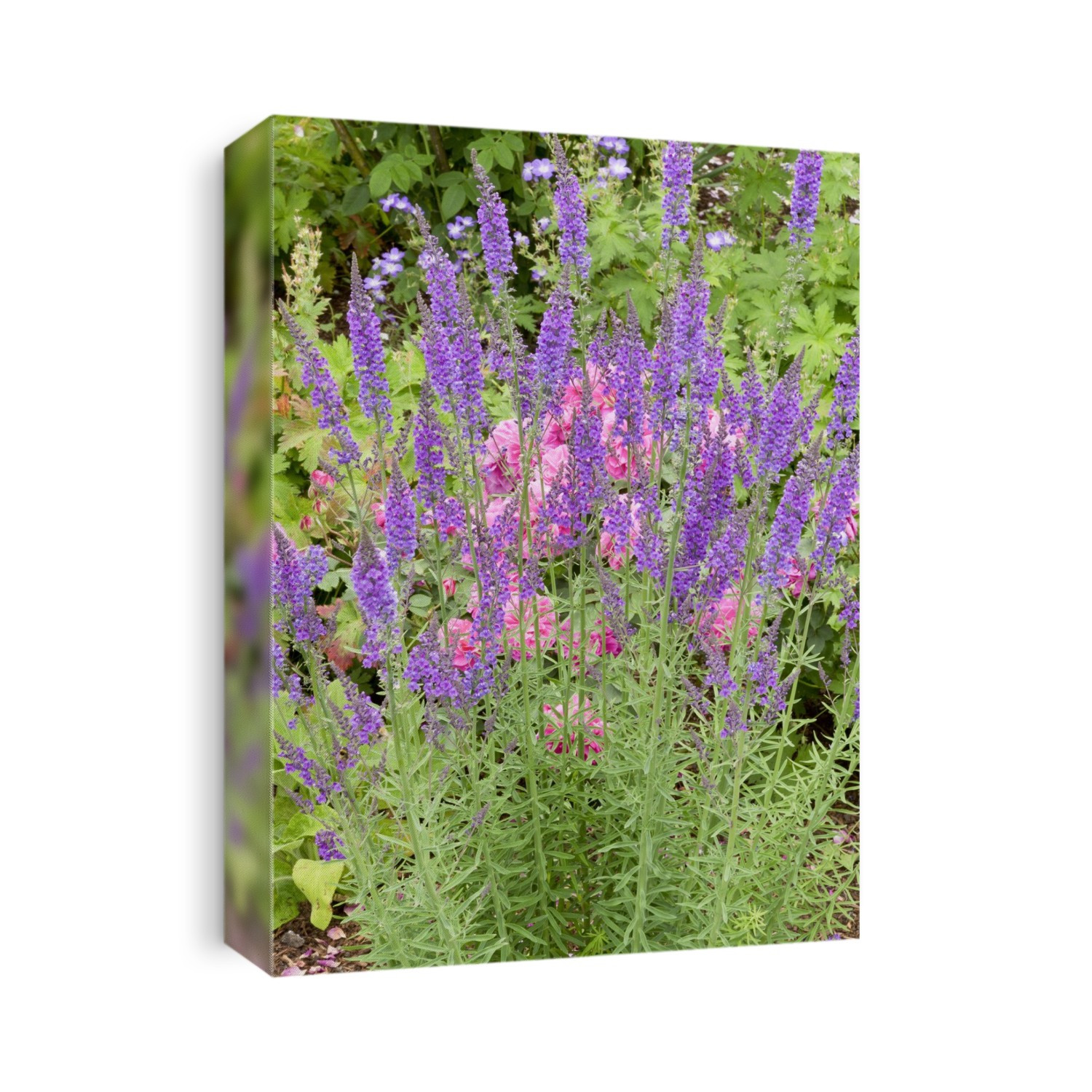 Purple toadflax (Linaria purpurea) flowers.
