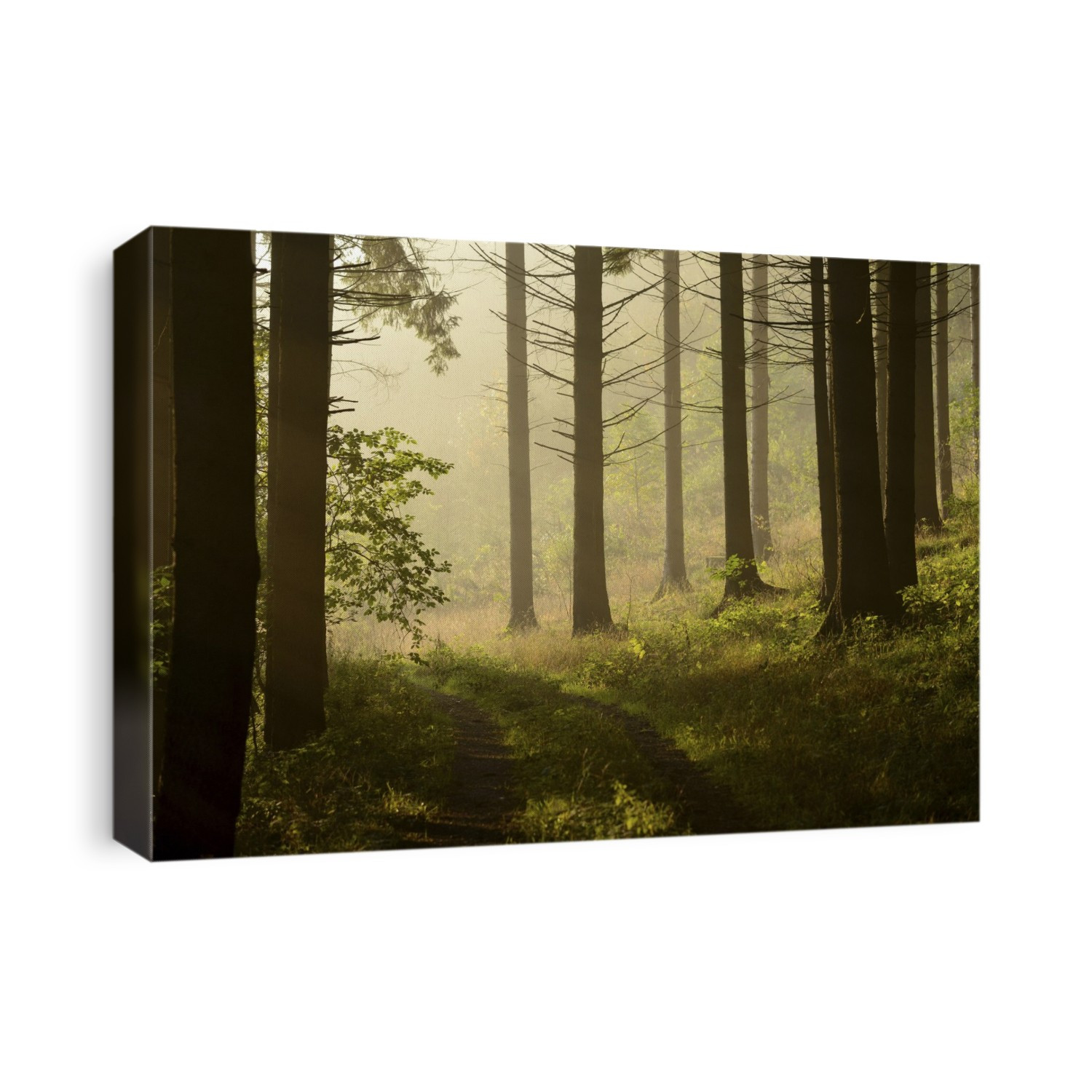 Scenic view of a Norway spruce (Picea abies) forest on a foggy morning in autumn, Upper Palatinate, Bavaria, Germany