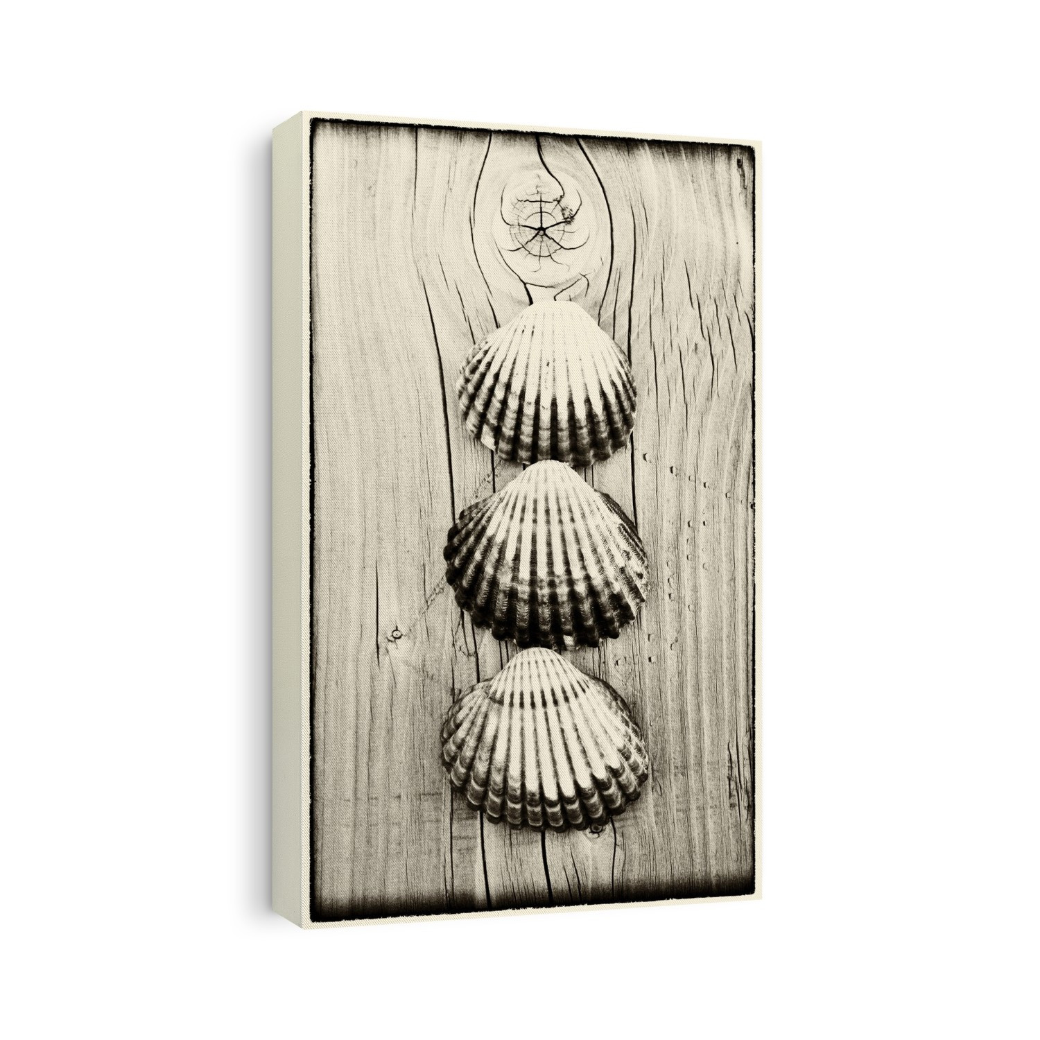 Three shells on piece of wood